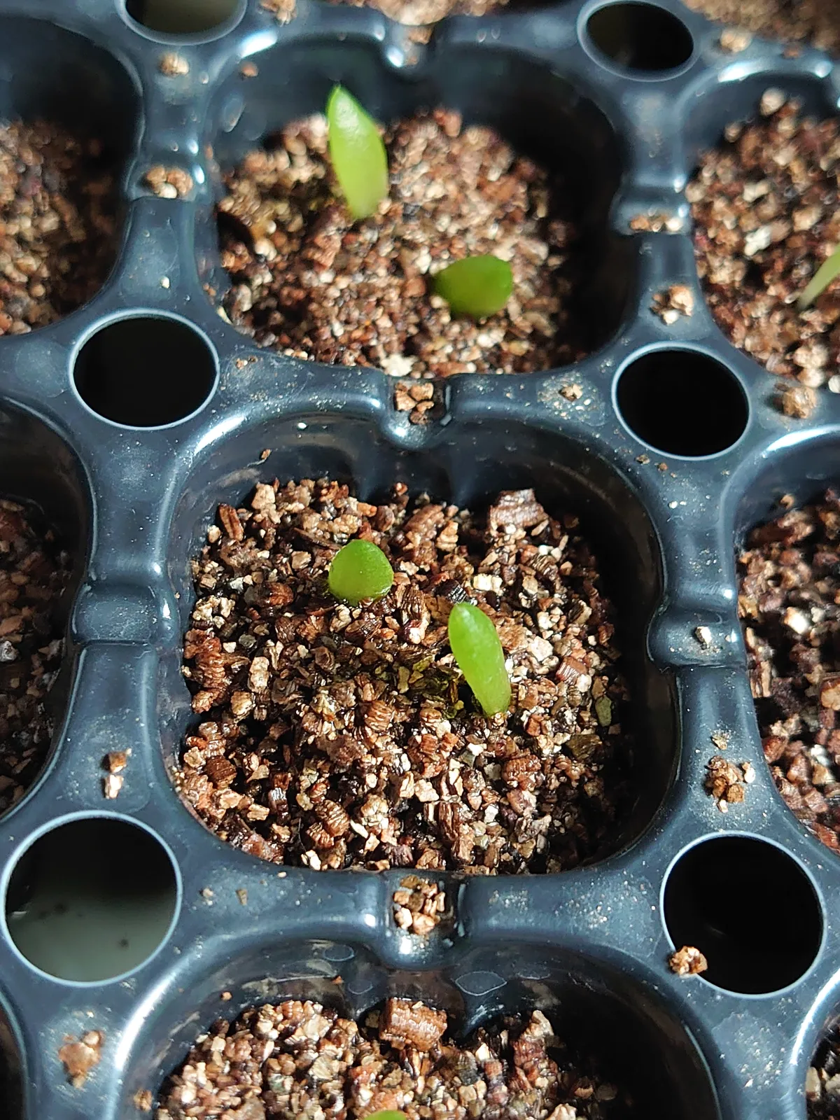 Aloe gariepensis (アロエ ガリエペンシス)