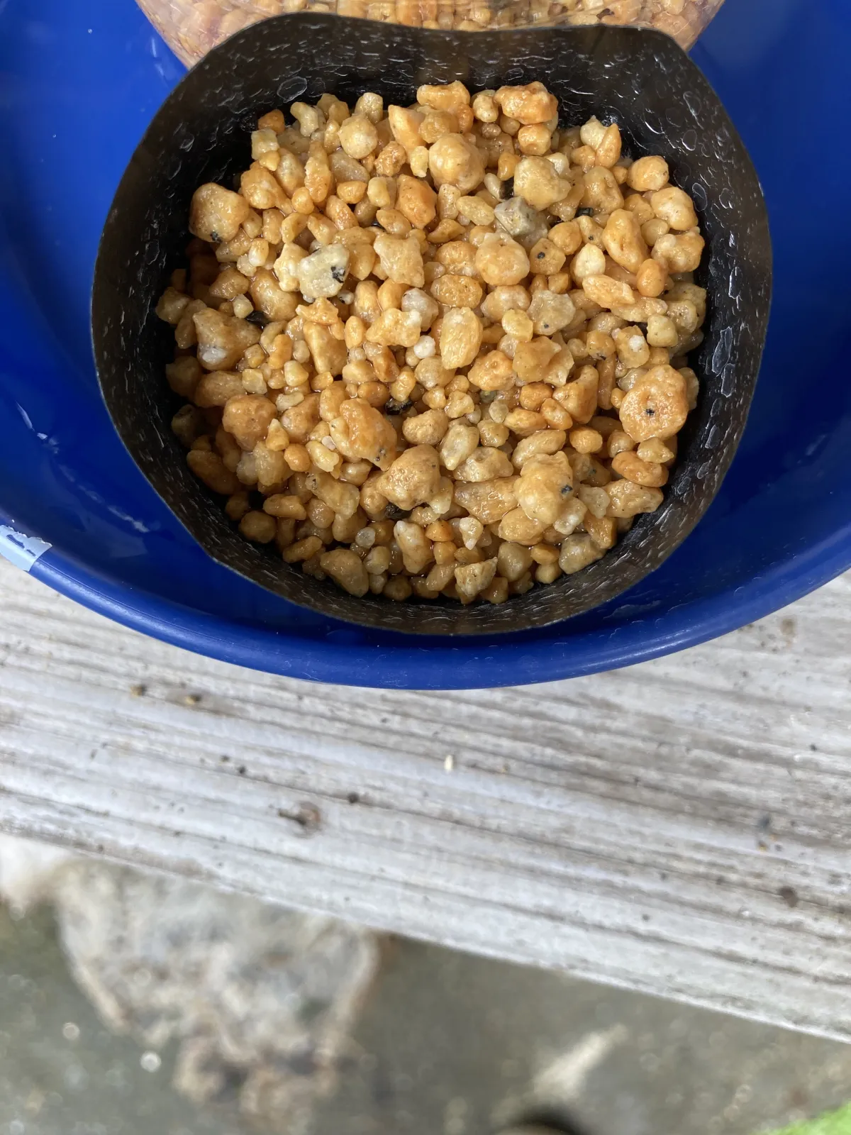 Aloe alooides (アロエ アロオイデス)