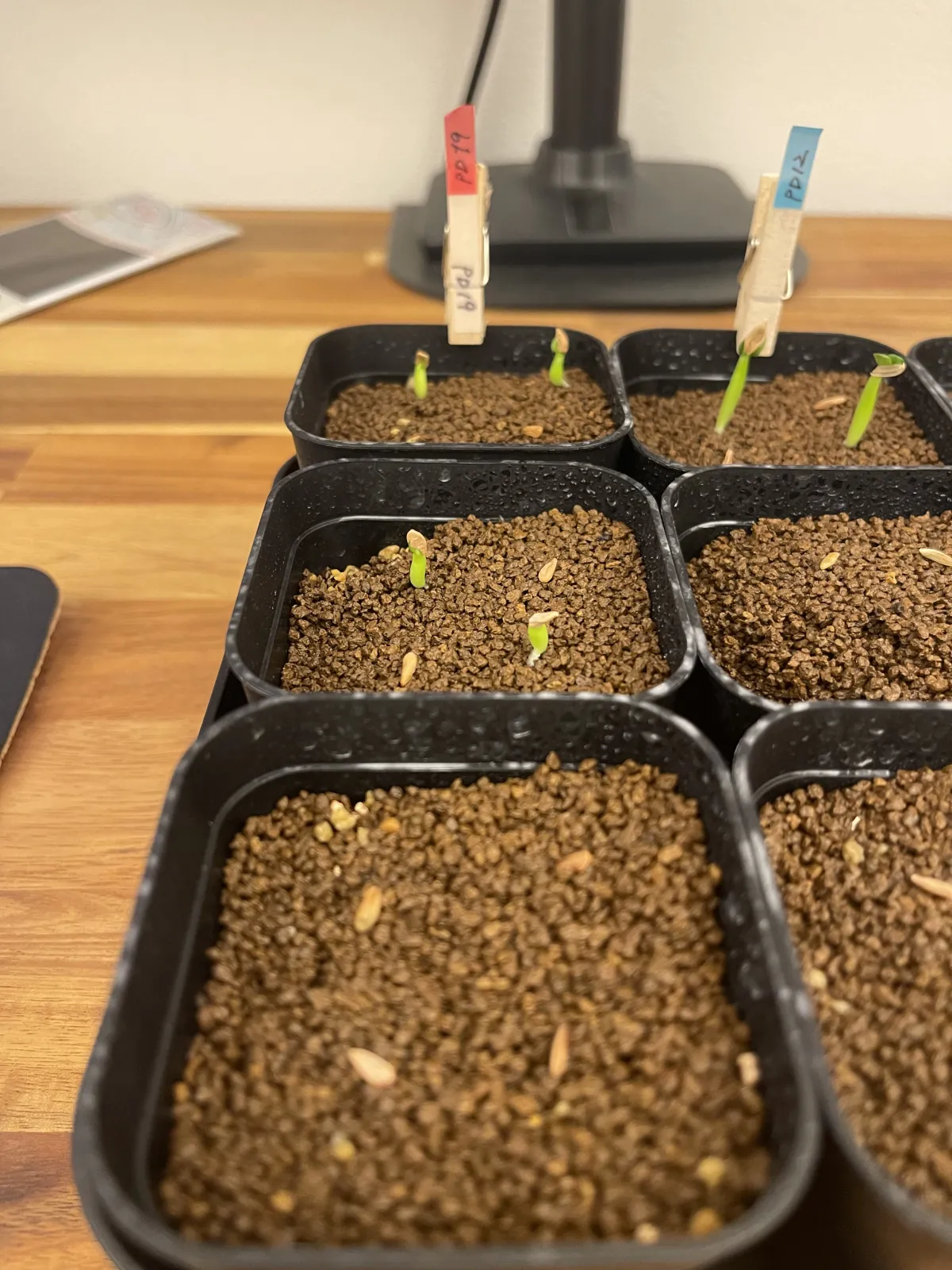 Pachypodium densiflorum var. brevicalyx (パキポディウム ブレビカリックス)