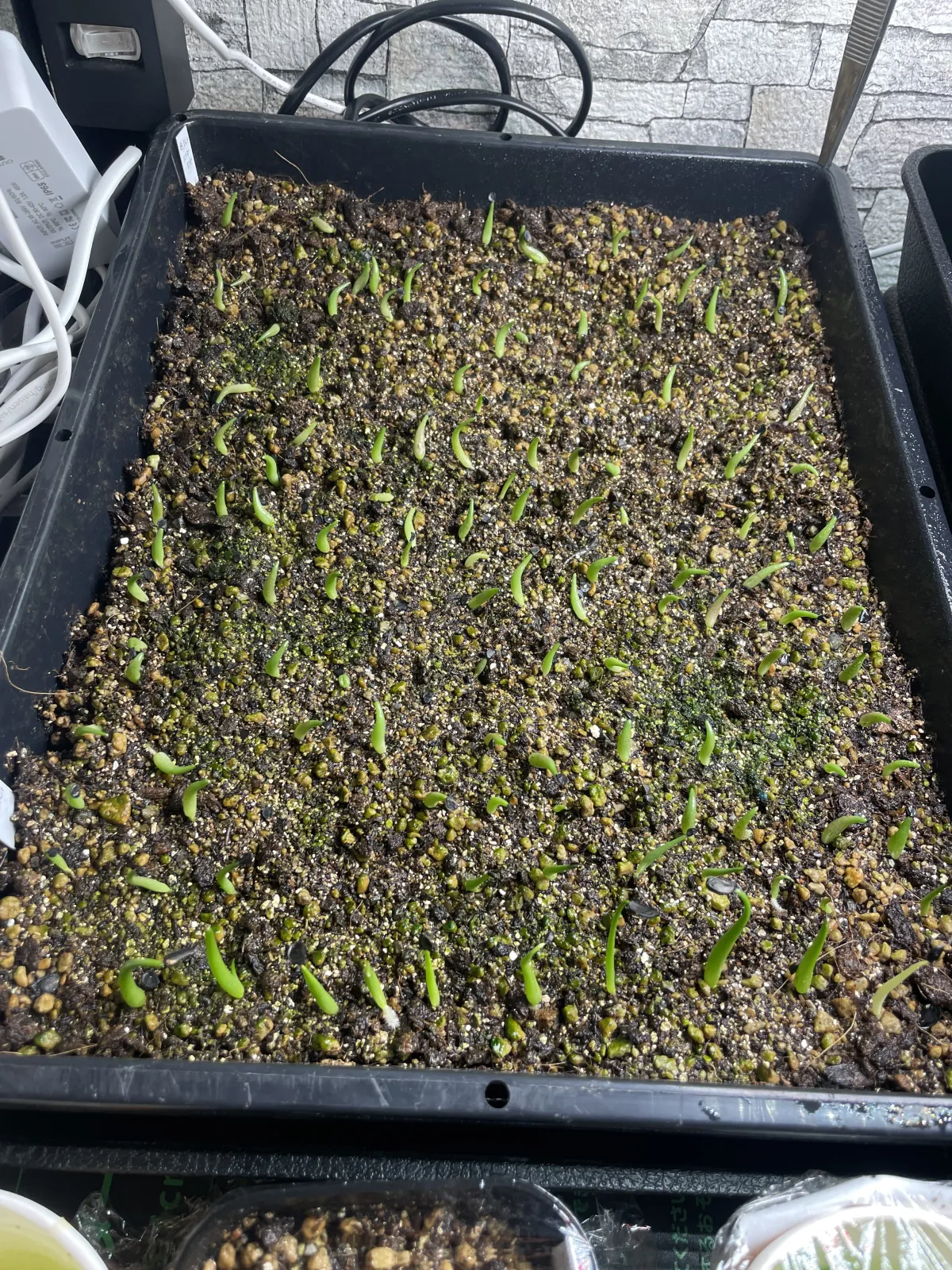 Agave horrida 'Chocolate Thorn' (アガベ ホリダ チョコレートソーン)