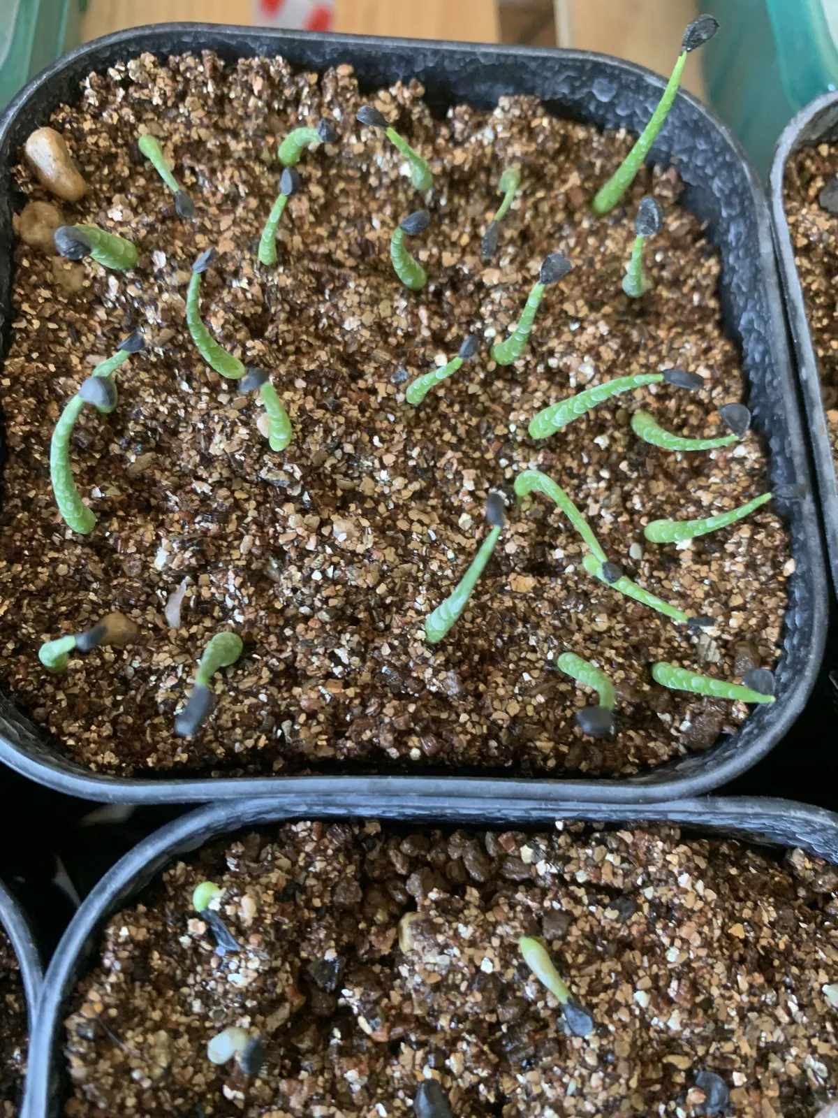 Agave utahensis var. eborispina (アガベ エボリスピナ)