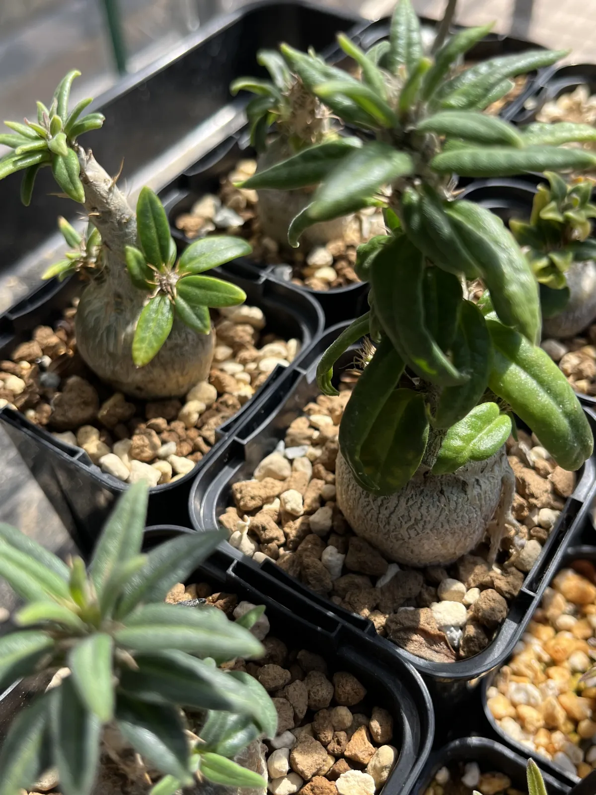 Pachypodium succulentum (パキポディウム サキュレンタム 天馬空)