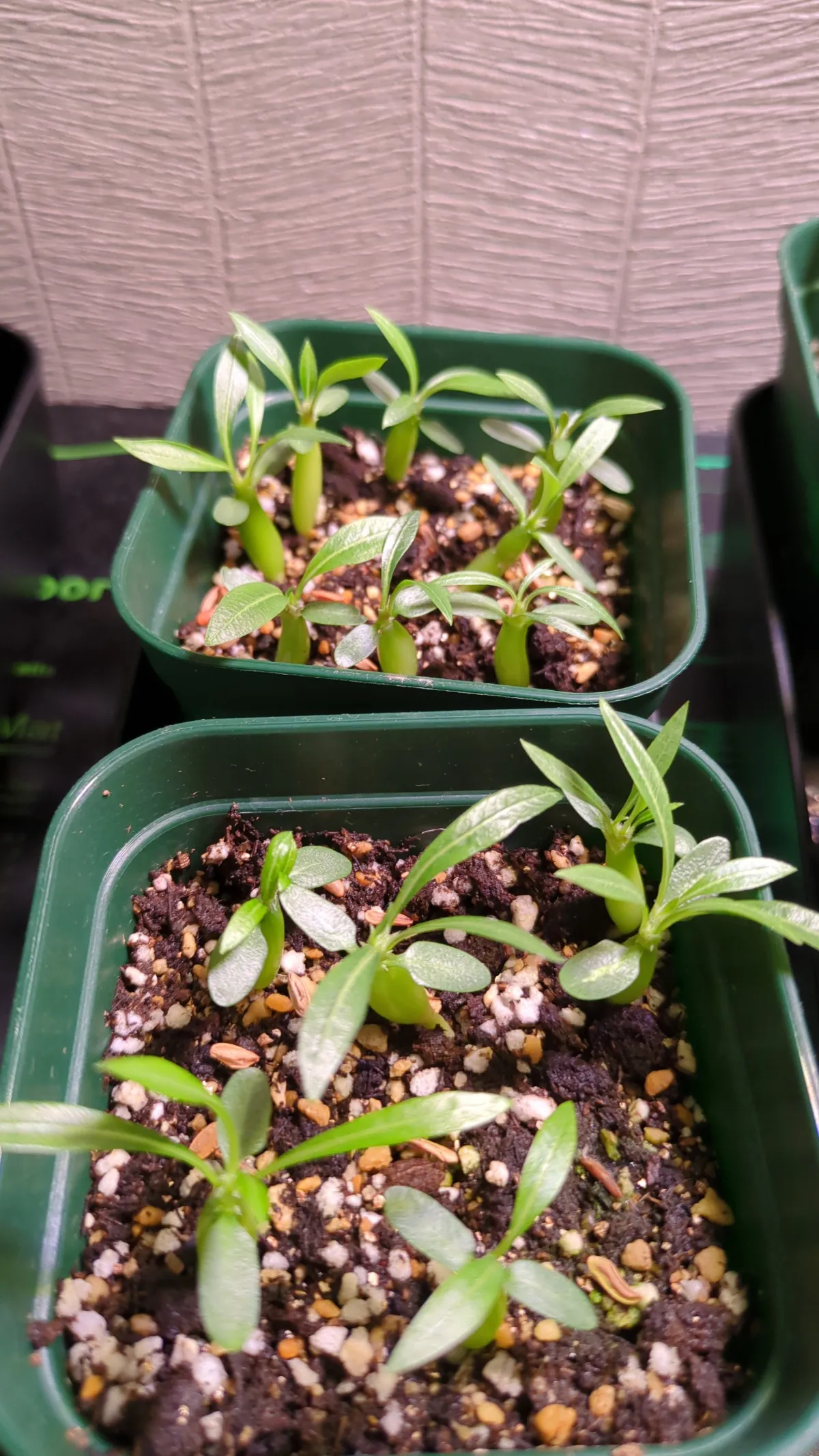 Pachypodium rosulatum subsp. makayense (パキポディウム マカイエンセ)