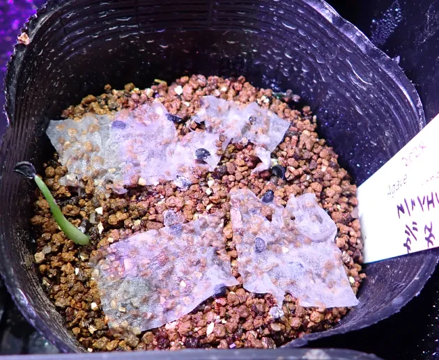 Agave arcedianoensis (アガベ アルケディアノエンシス)