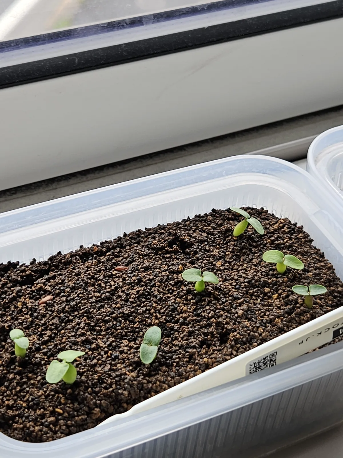 Pachypodium enigmaticum (パキポディウム エニグマチカム)