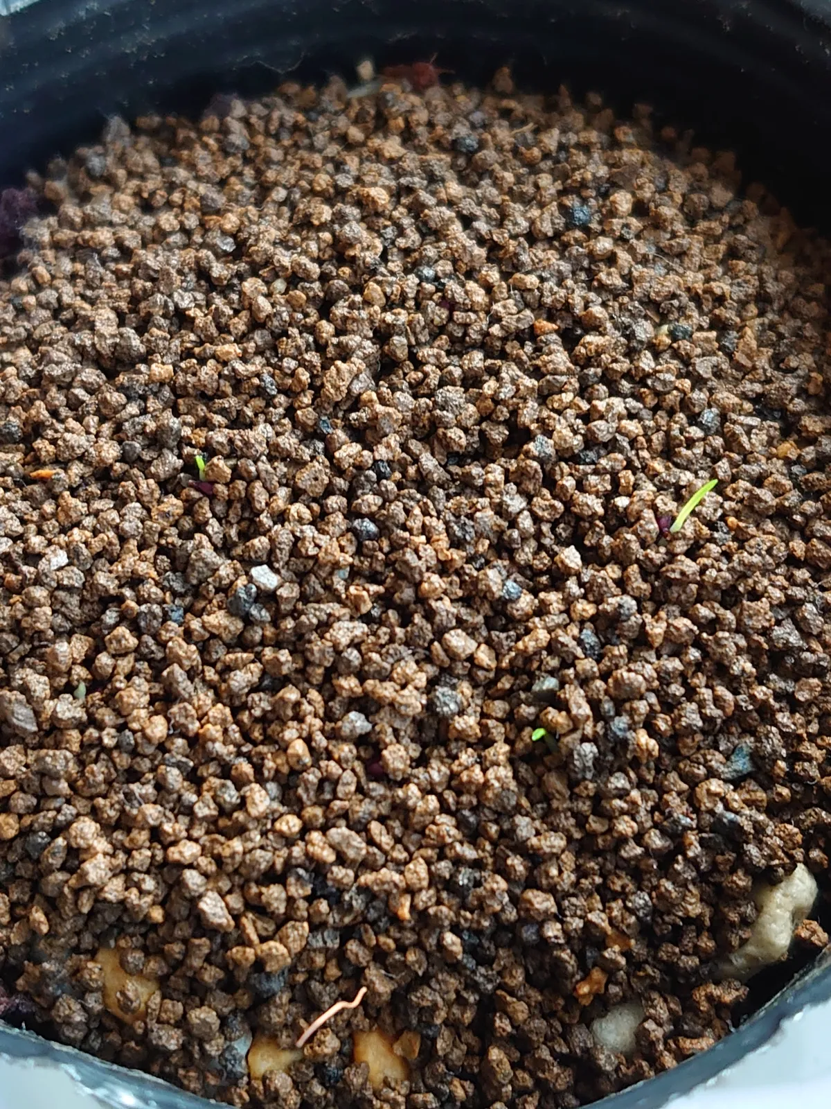 Geissorhiza aspera (ゲイソリザ アスペラ)