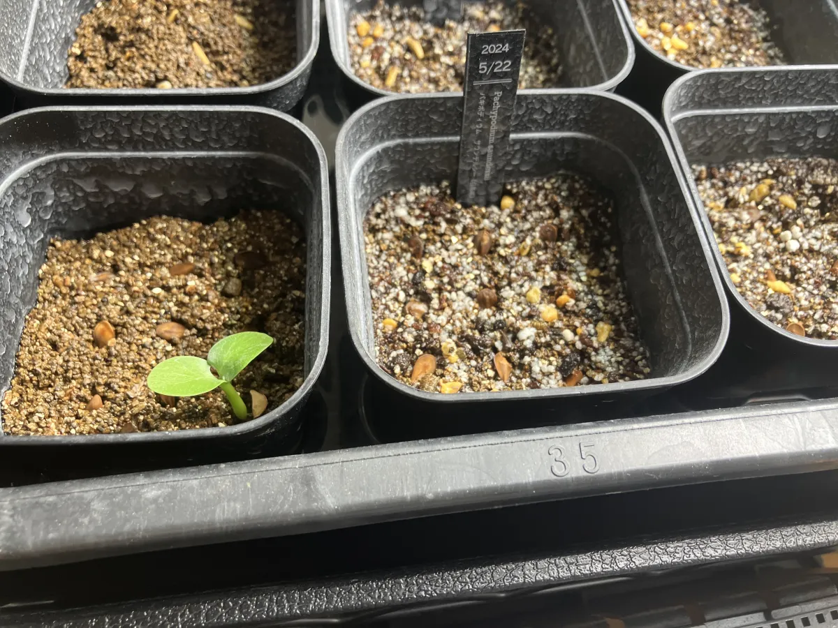 Pachypodium saundersii (パキポディウム サンデルシー 白馬城)