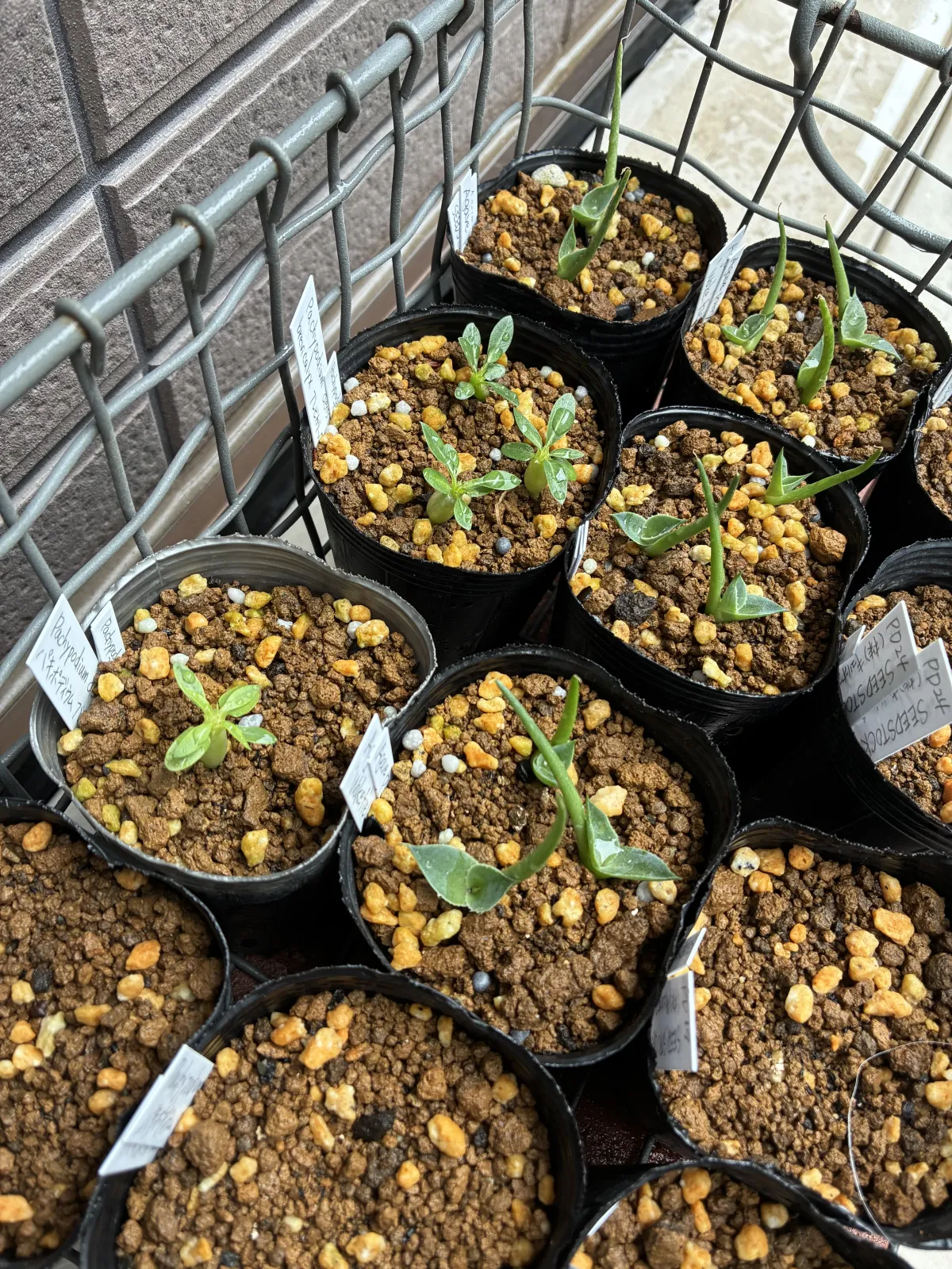 Pachypodium densiflorum var. brevicalyx (パキポディウム ブレビカリックス)