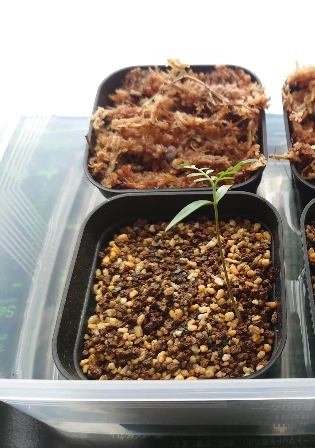 Operculicarya pachypus (オペルクリカリア パキプス)