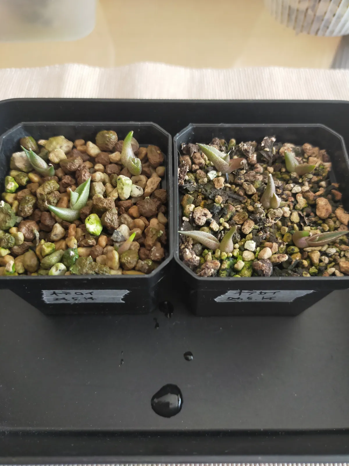 Agave oteroi (アガベ オテロイ)