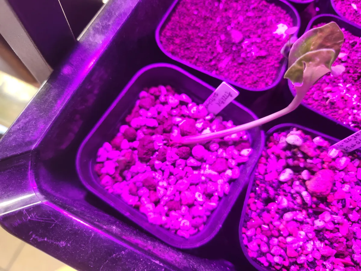 Cyphostemma elephantopus (キフォステンマ エレファントプス)