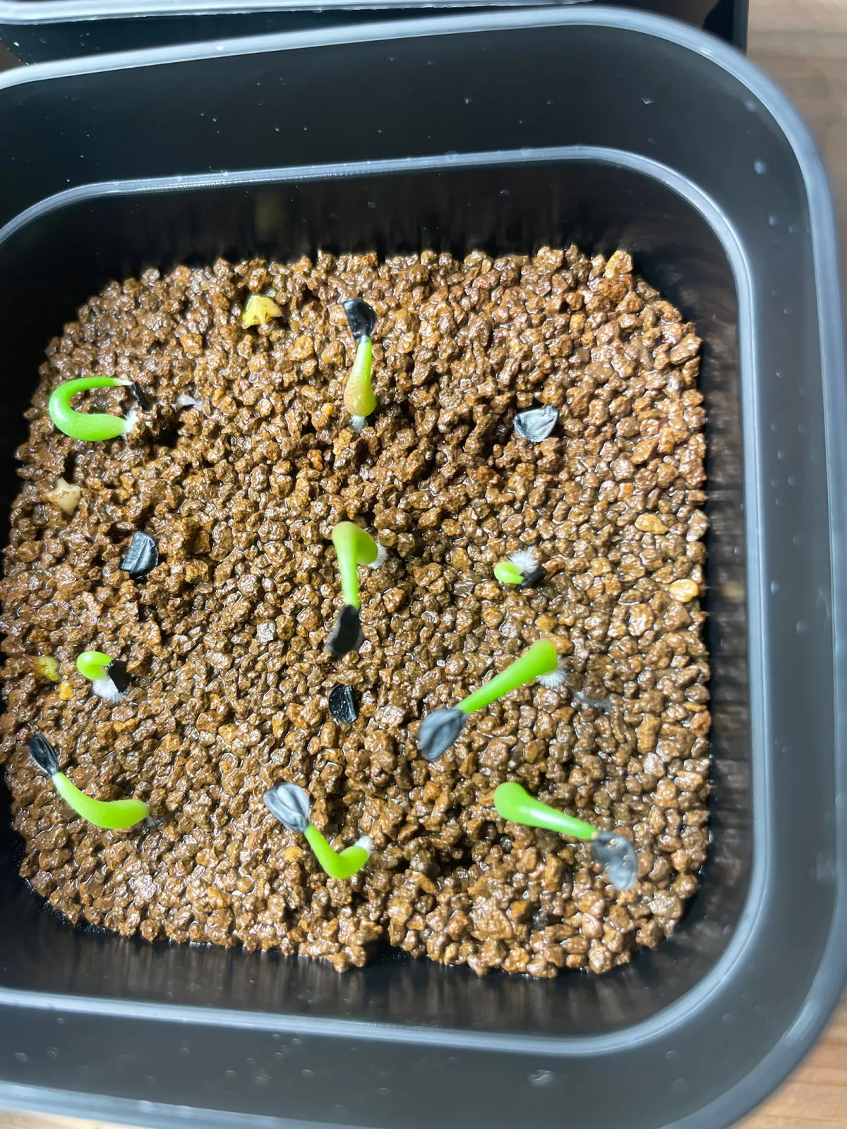 Agave oteroi (アガベ オテロイ)