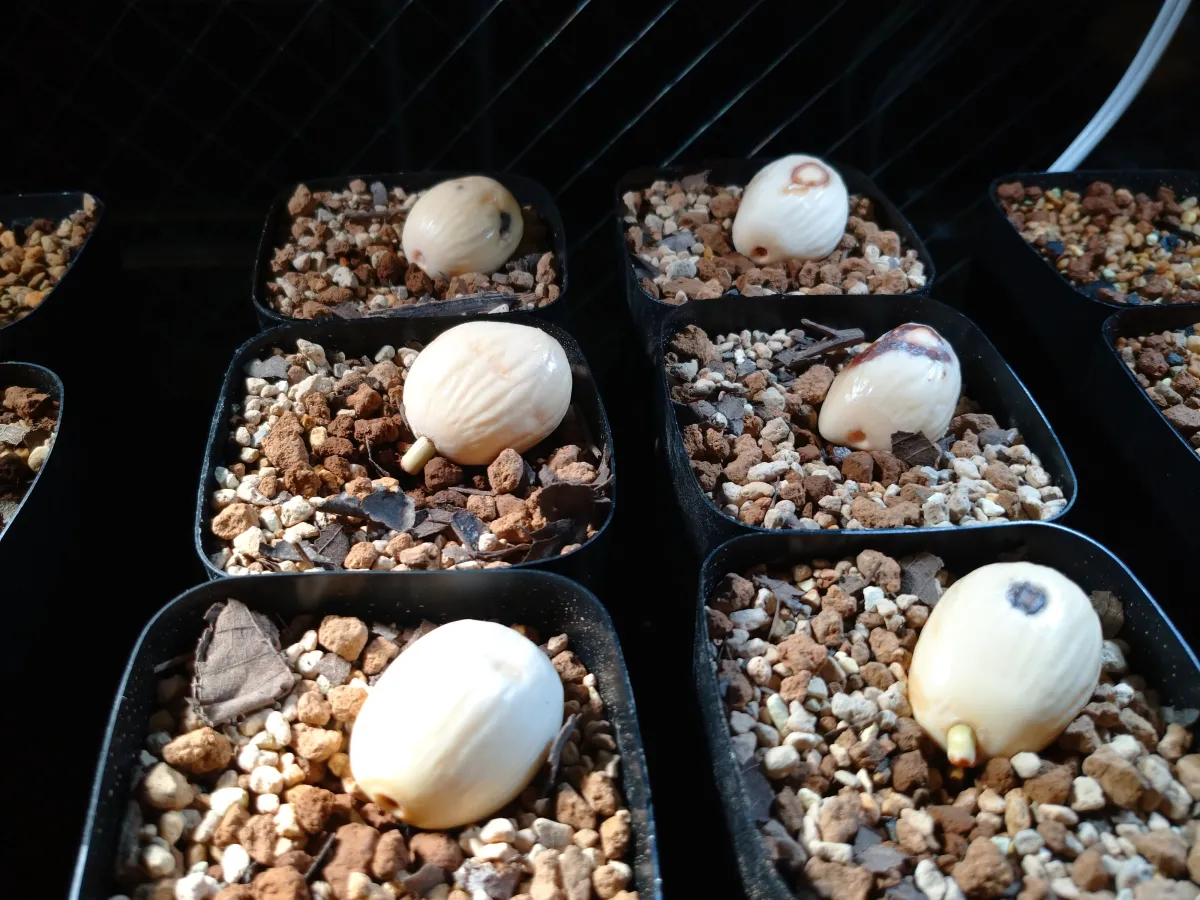 Dioon merolae (ディオーン メロラエ)