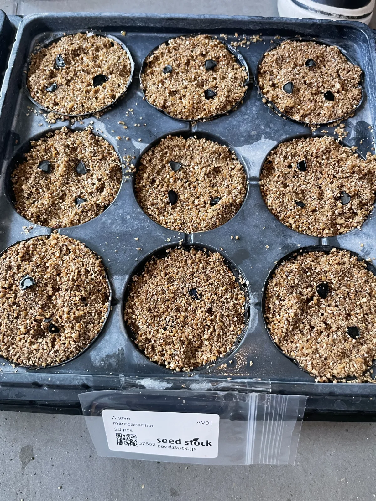 Agave macroacantha (アガベ マクロアカンサ 八荒殿)