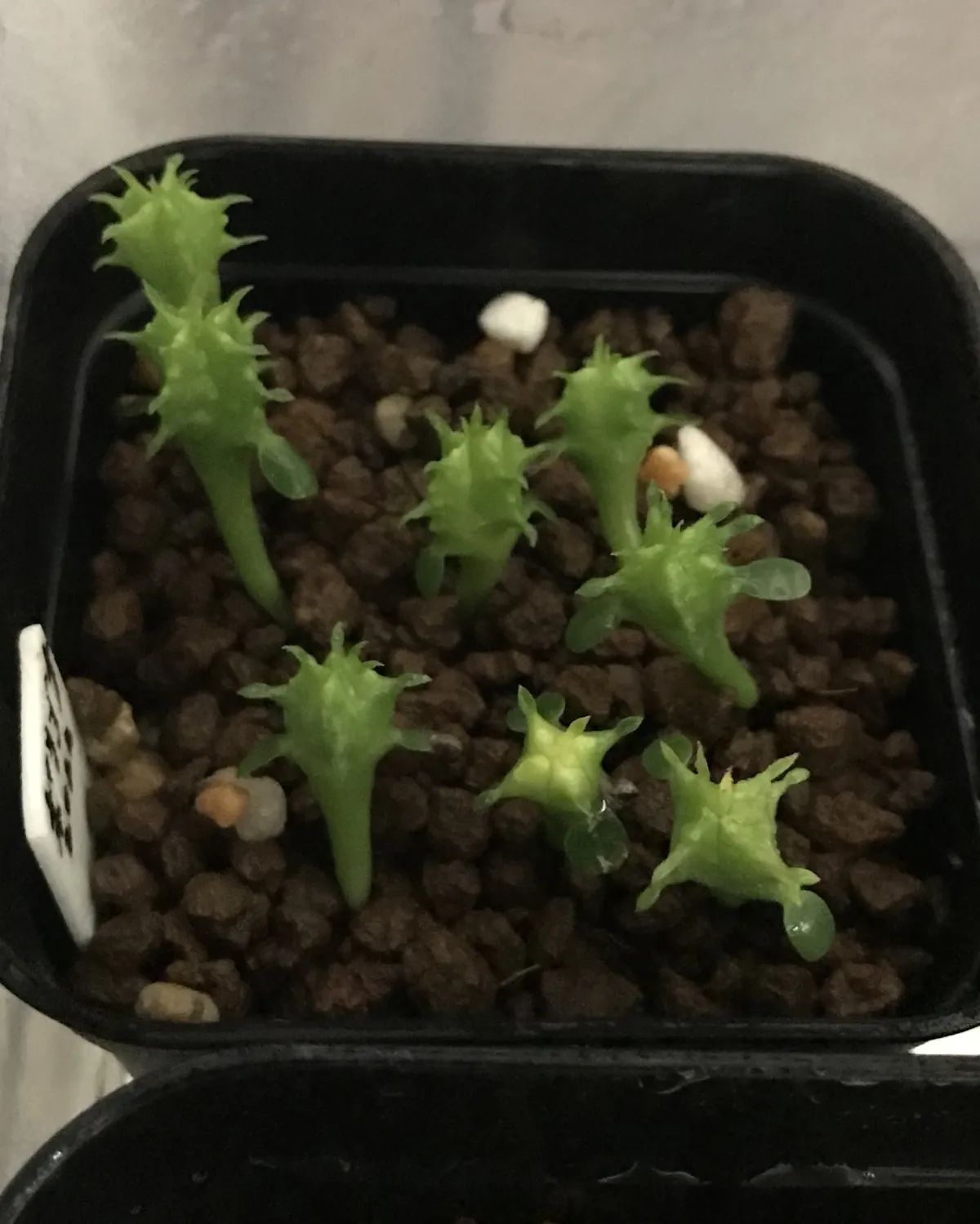 Euphorbia polygona (ユーフォルビア ポリゴナ)