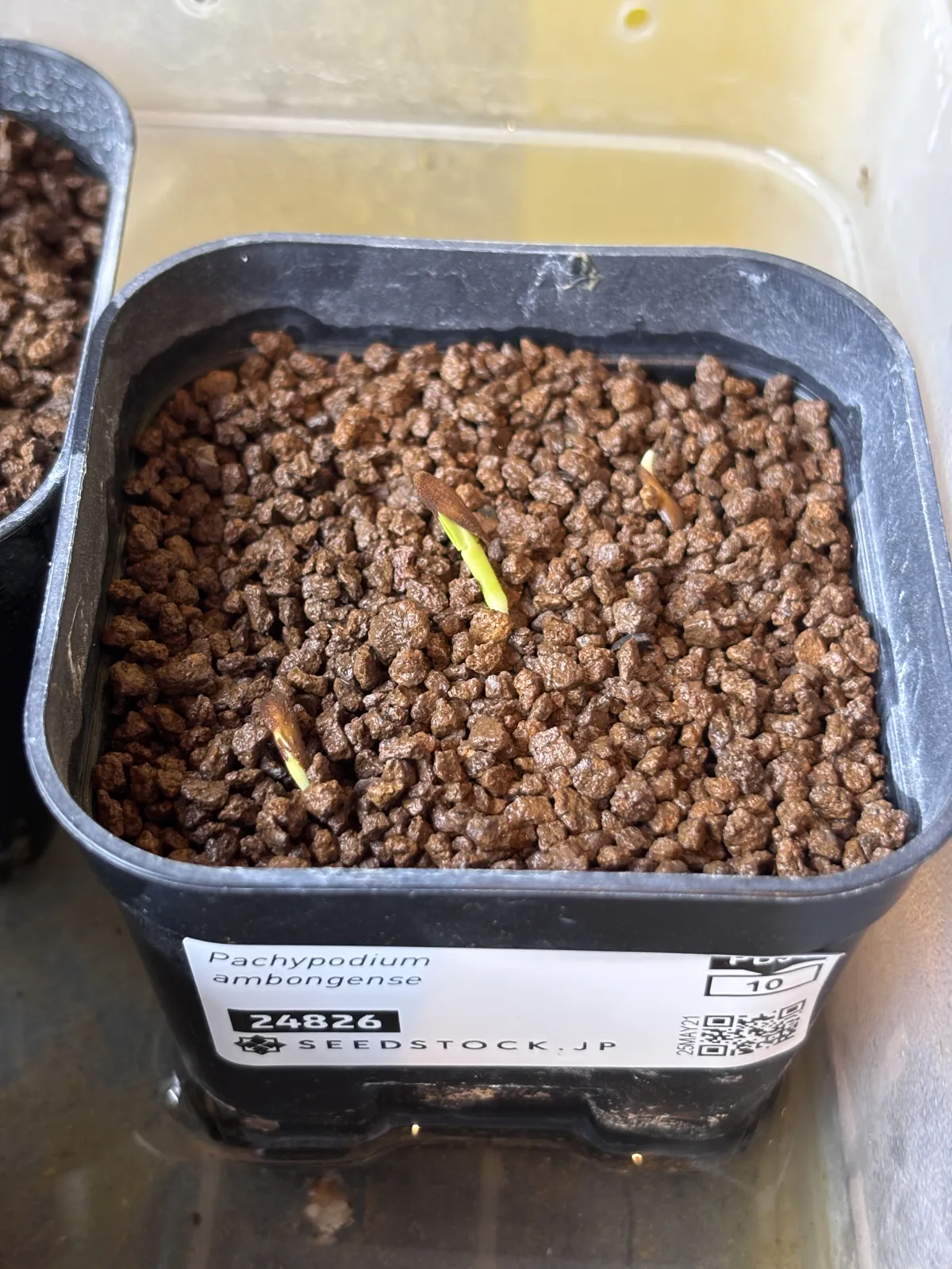 Pachypodium ambongense (パキポディウム アンボンゲンセ)