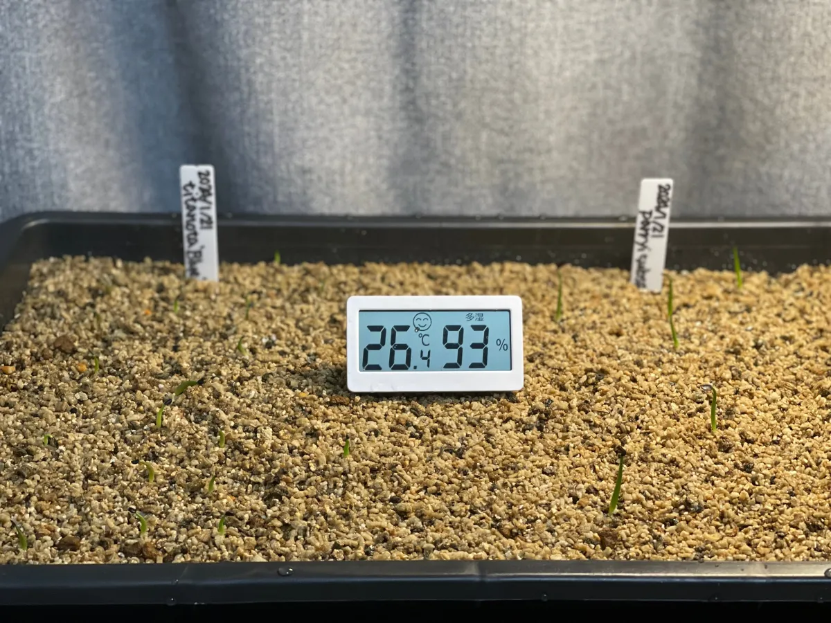 Agave parryi subsp. parryi (アガベ パリー)