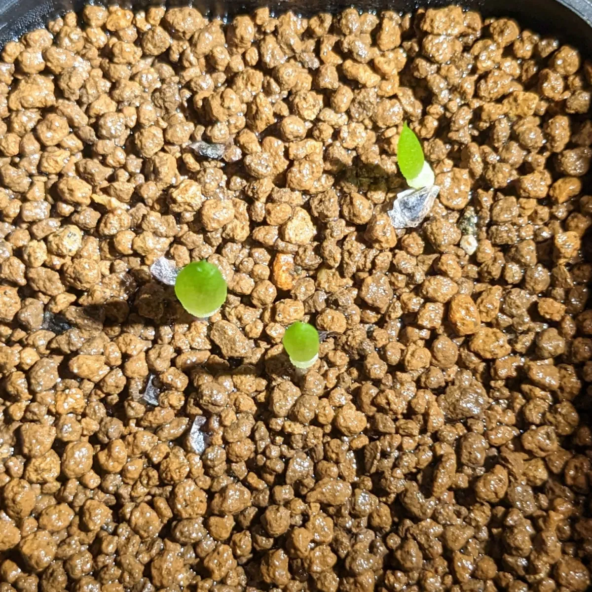 Aloe claviflora (アロエ クラビフローラ)