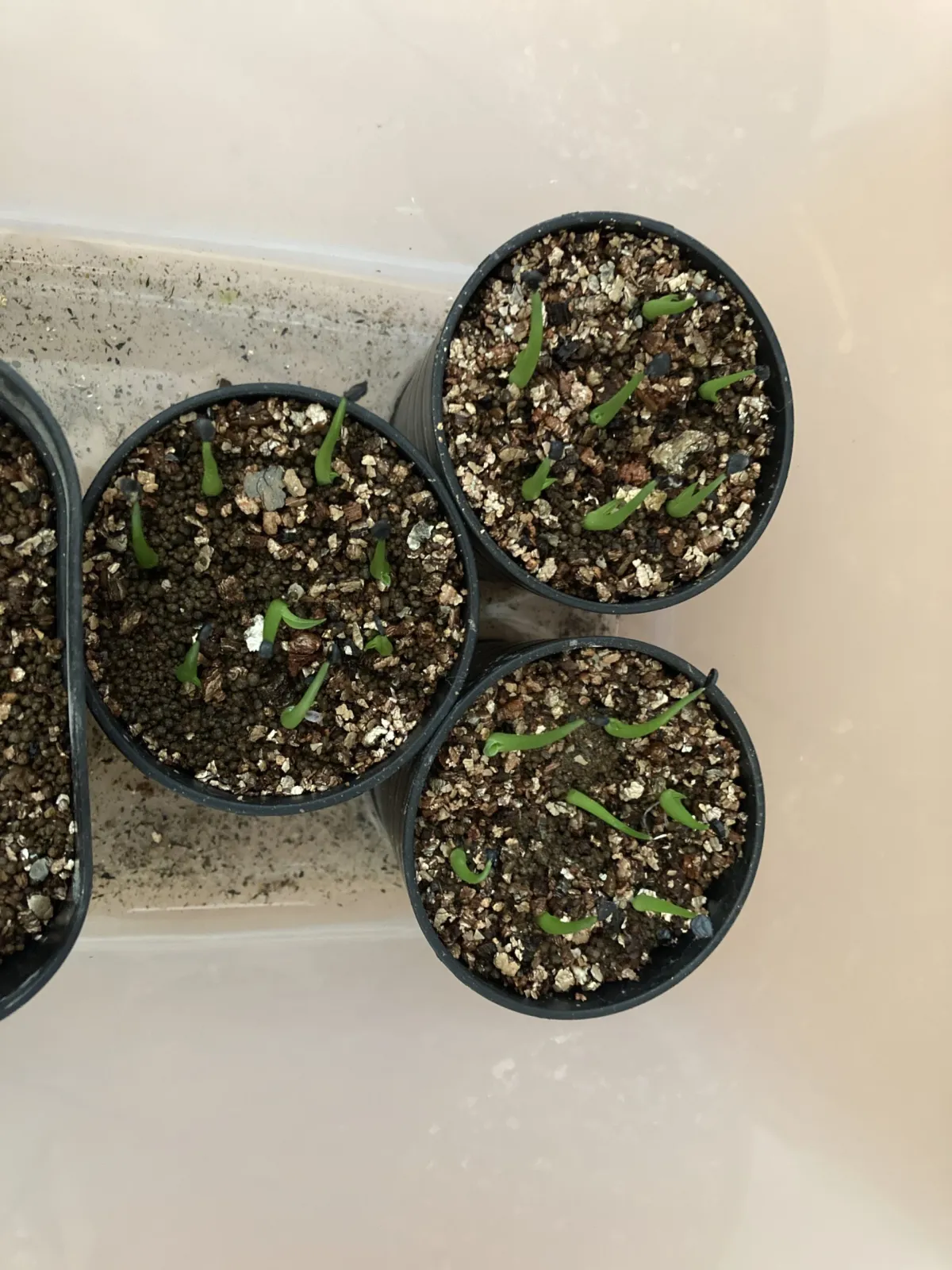 Agave utahensis var. eborispina (アガベ エボリスピナ)