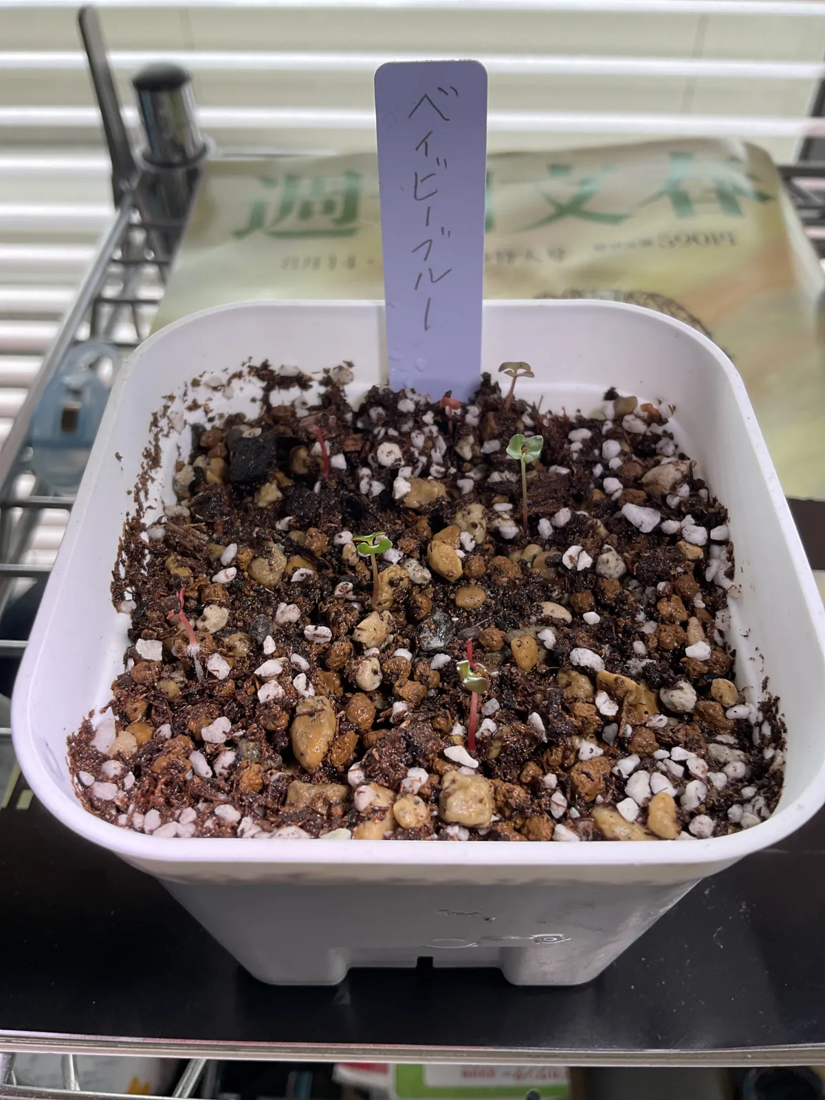 Eucalyptus pulverulenta 'Baby Blue' (ユーカリ ベイビーブルー)