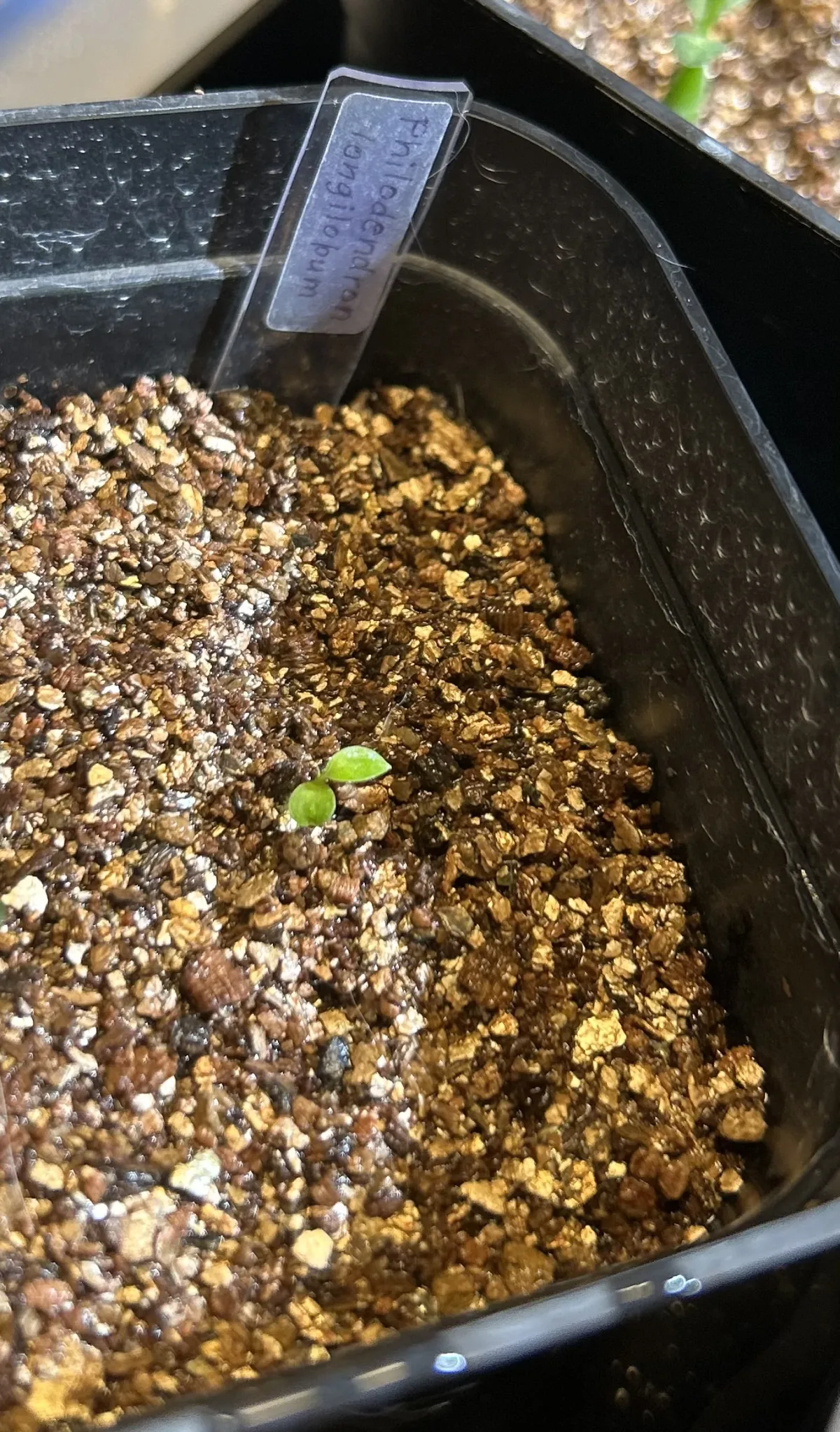 Philodendron longilobatum Leylano Miyano (フィロデンドロン ロンギロバム)