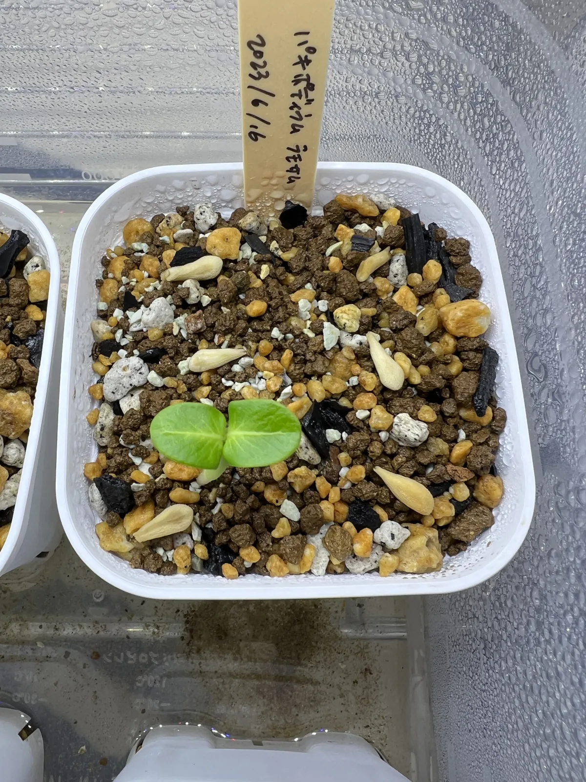 Pachypodium lamerei var. ramosum (パキポディウム ラモサム)