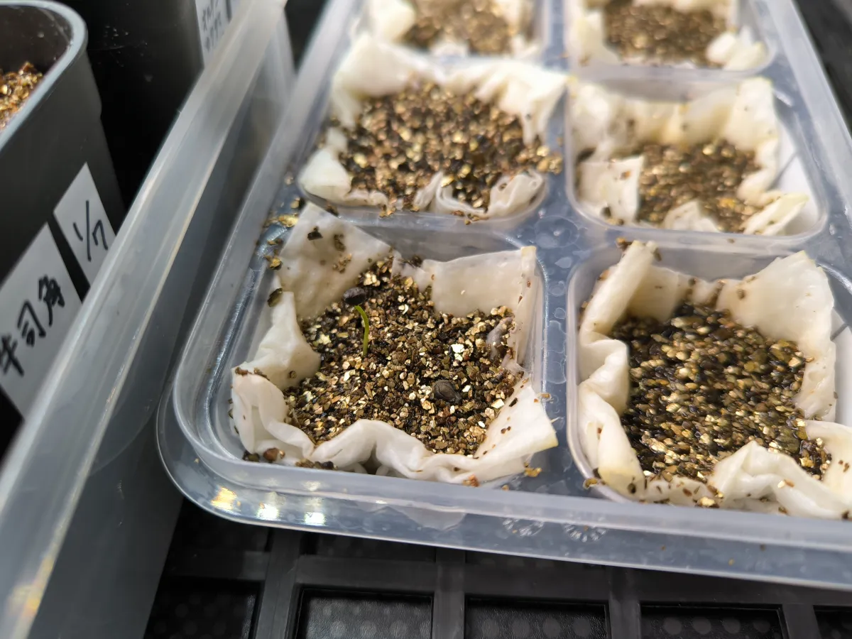 Passiflora manicata (パッシフローラ マニカータ)