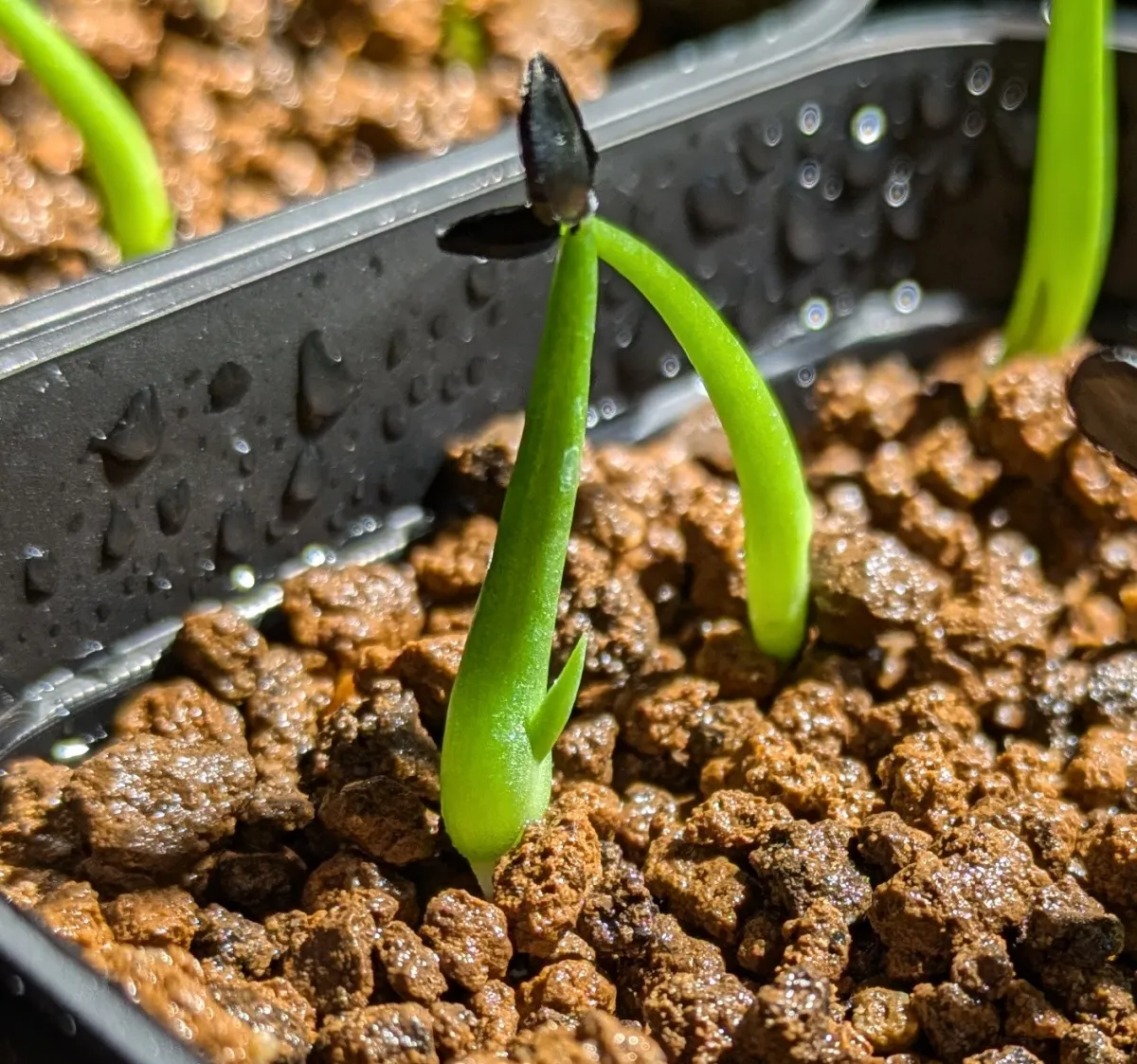 Agave parrasana (アガベ パラサナ)