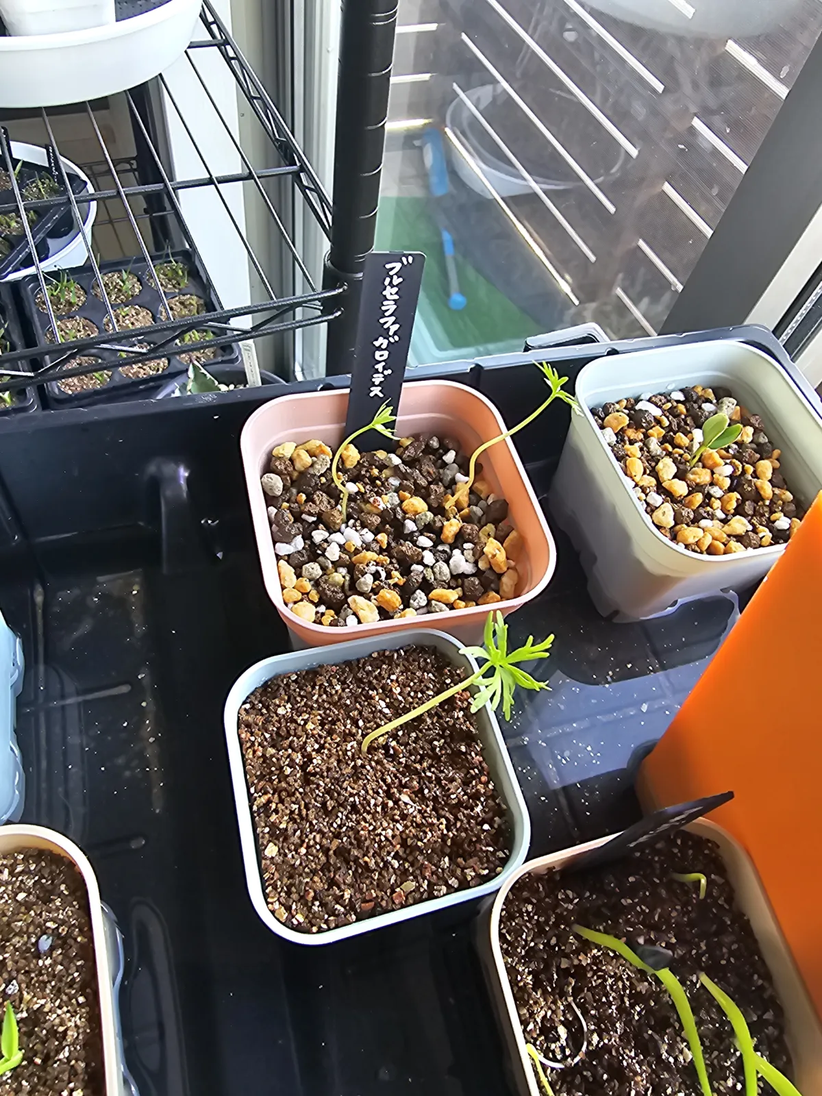 Bursera fagaroides (ブルセラ ファガロイデス)