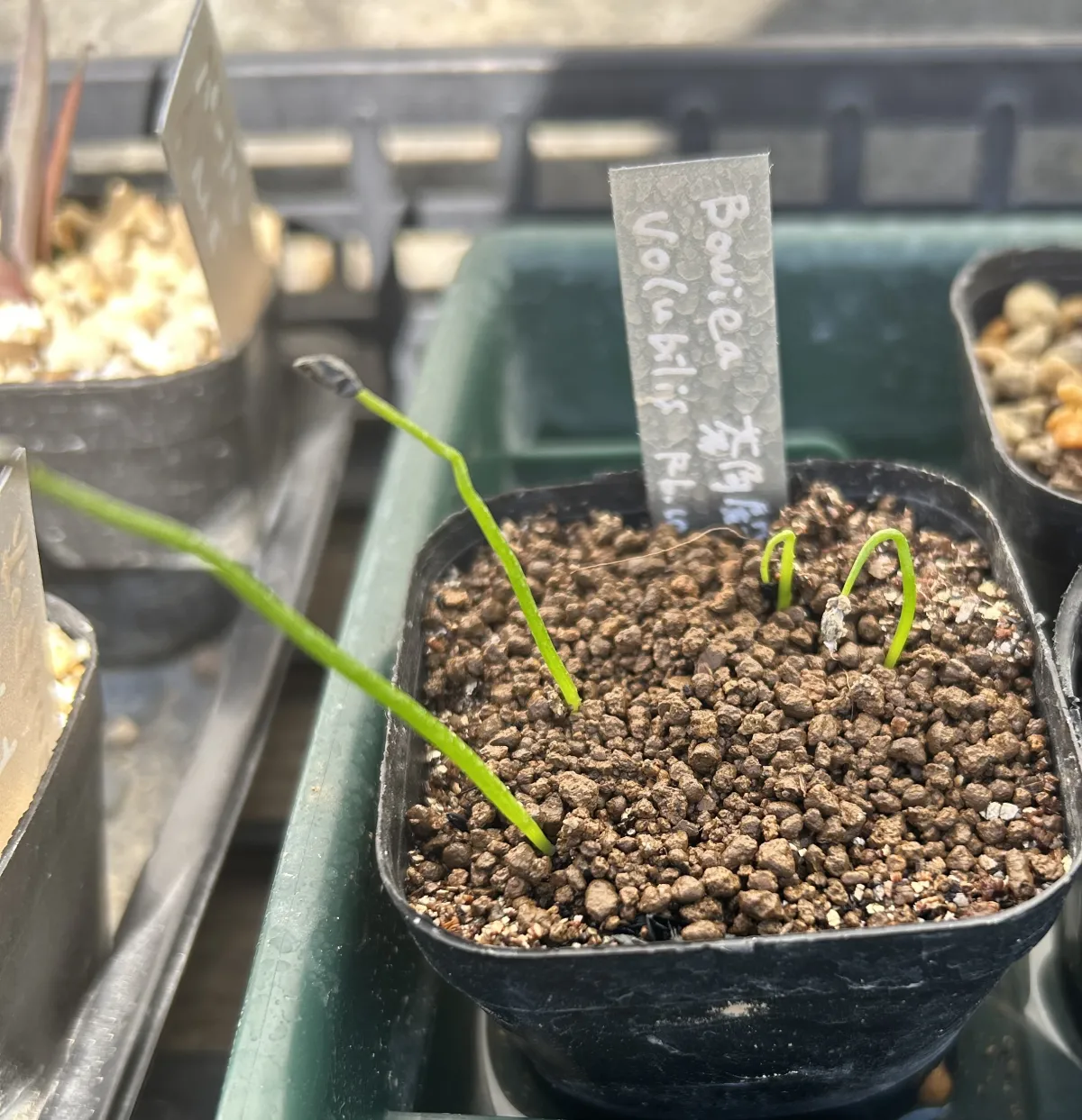 Bowiea volubilis (ボウィエア ボルビリス 蒼角殿)