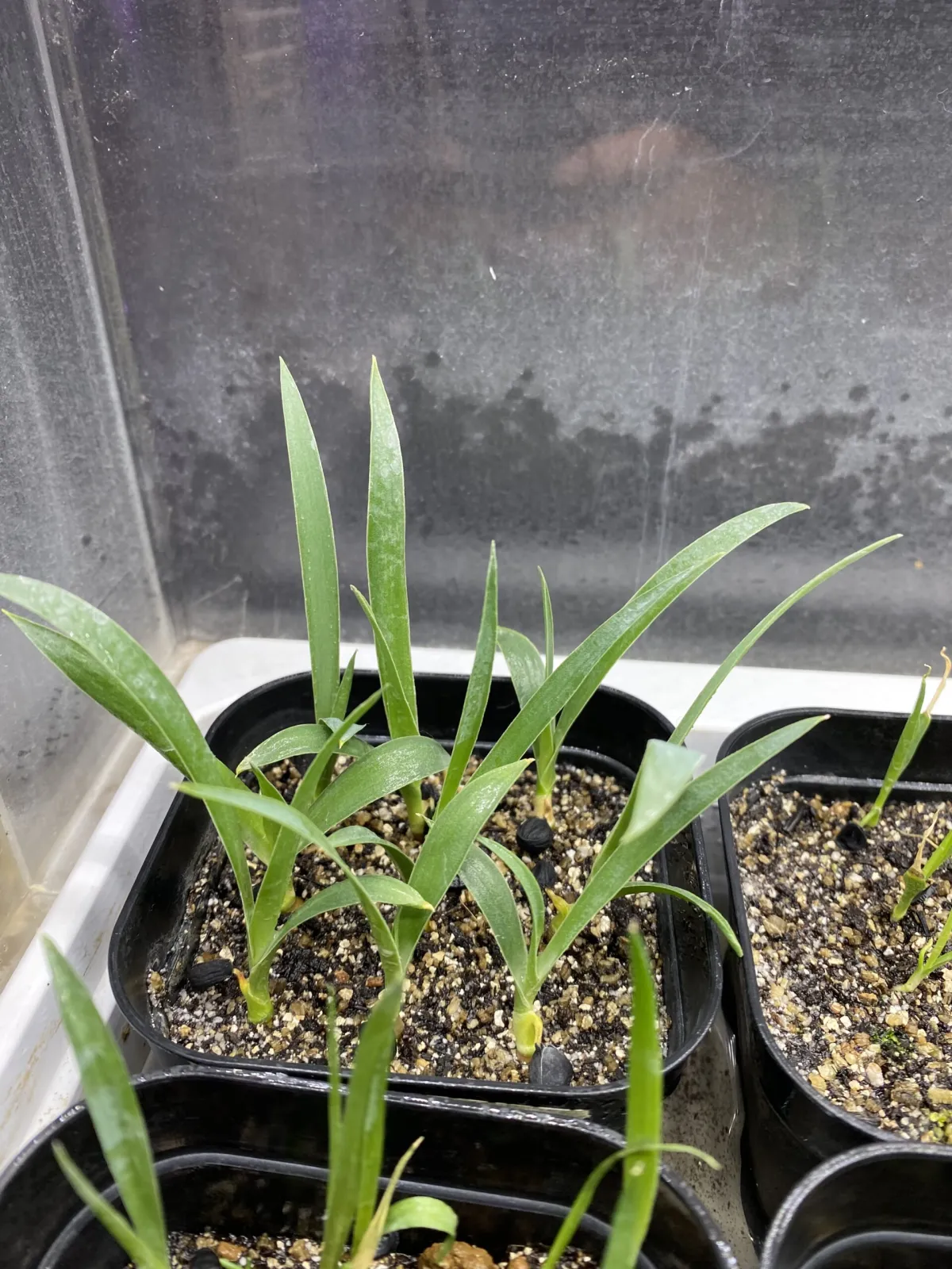 Yucca carnerosana (ユッカ カルネロサーナ)