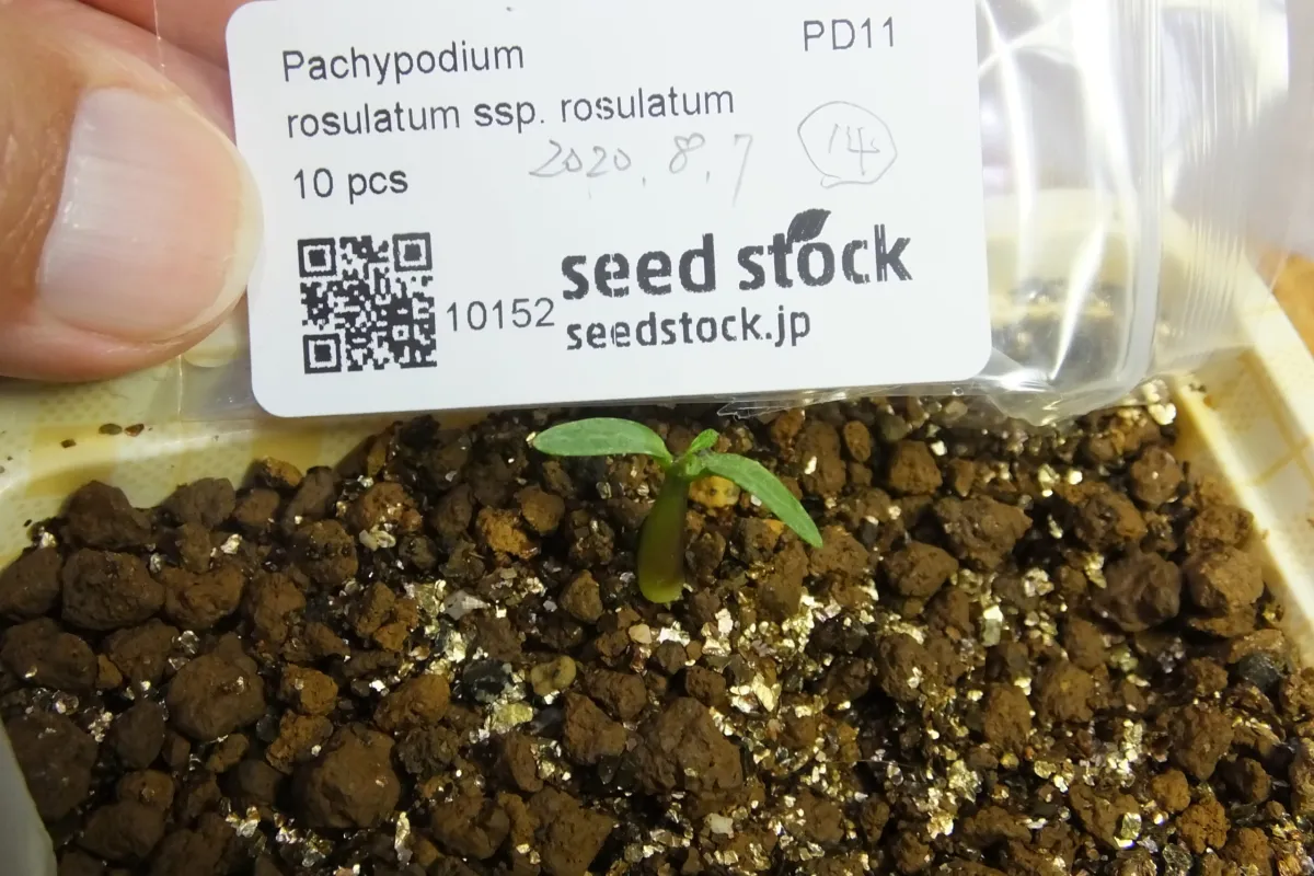 Pachypodium rosulatum ssp. rosulatum (パキポディウム ロスラーツム)