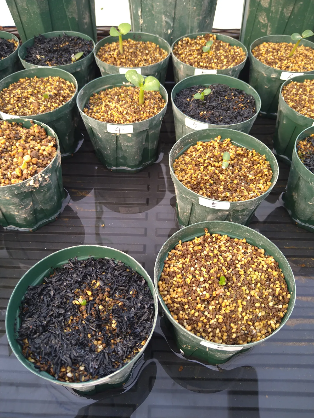 Pachypodium densiflorum var. brevicalyx (パキポディウム ブレビカリックス)