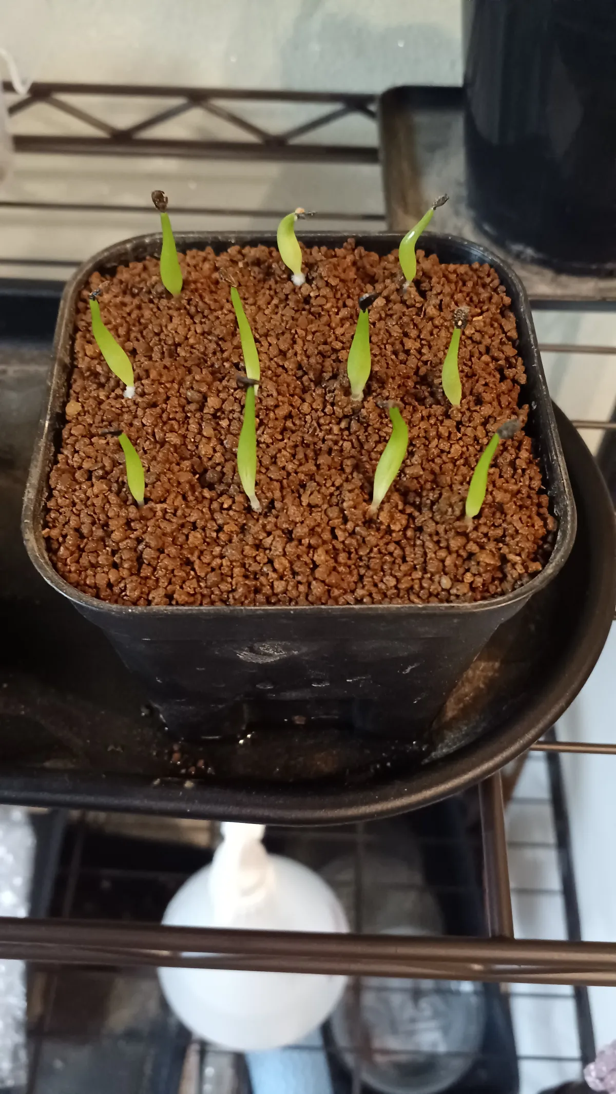 Agave oteroi (アガベ オテロイ)