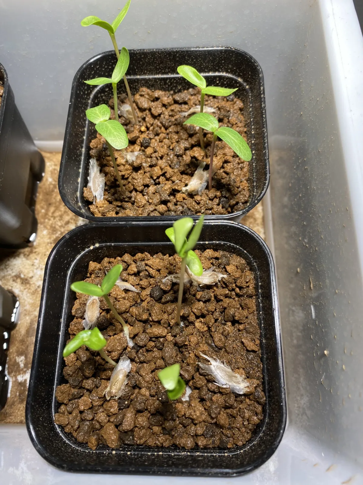 Fouquieria formosa (フォークイエリア フォルモサ)