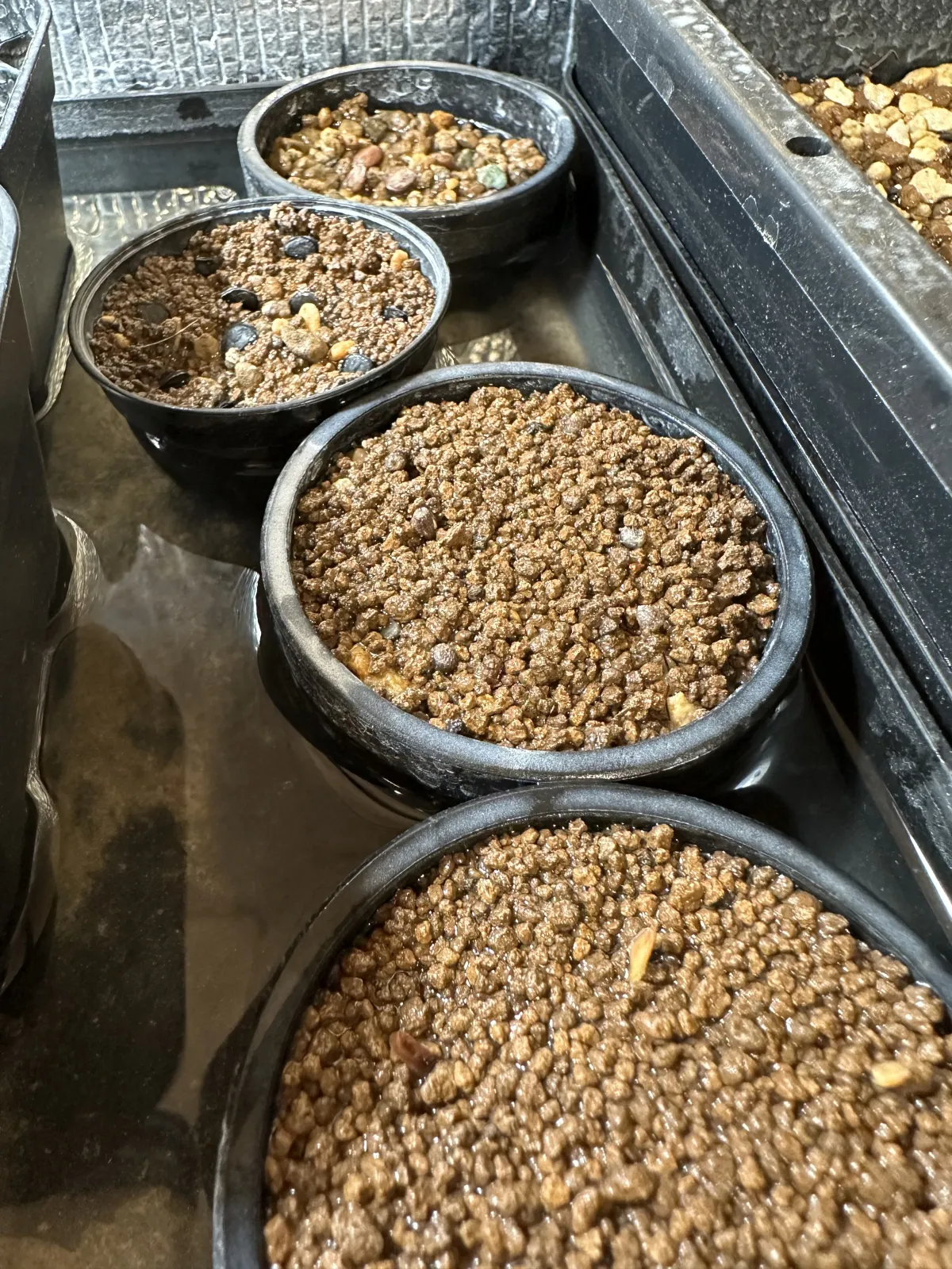 Euphorbia guillauminiana (ユーフォルビア ギラウミニアナ)