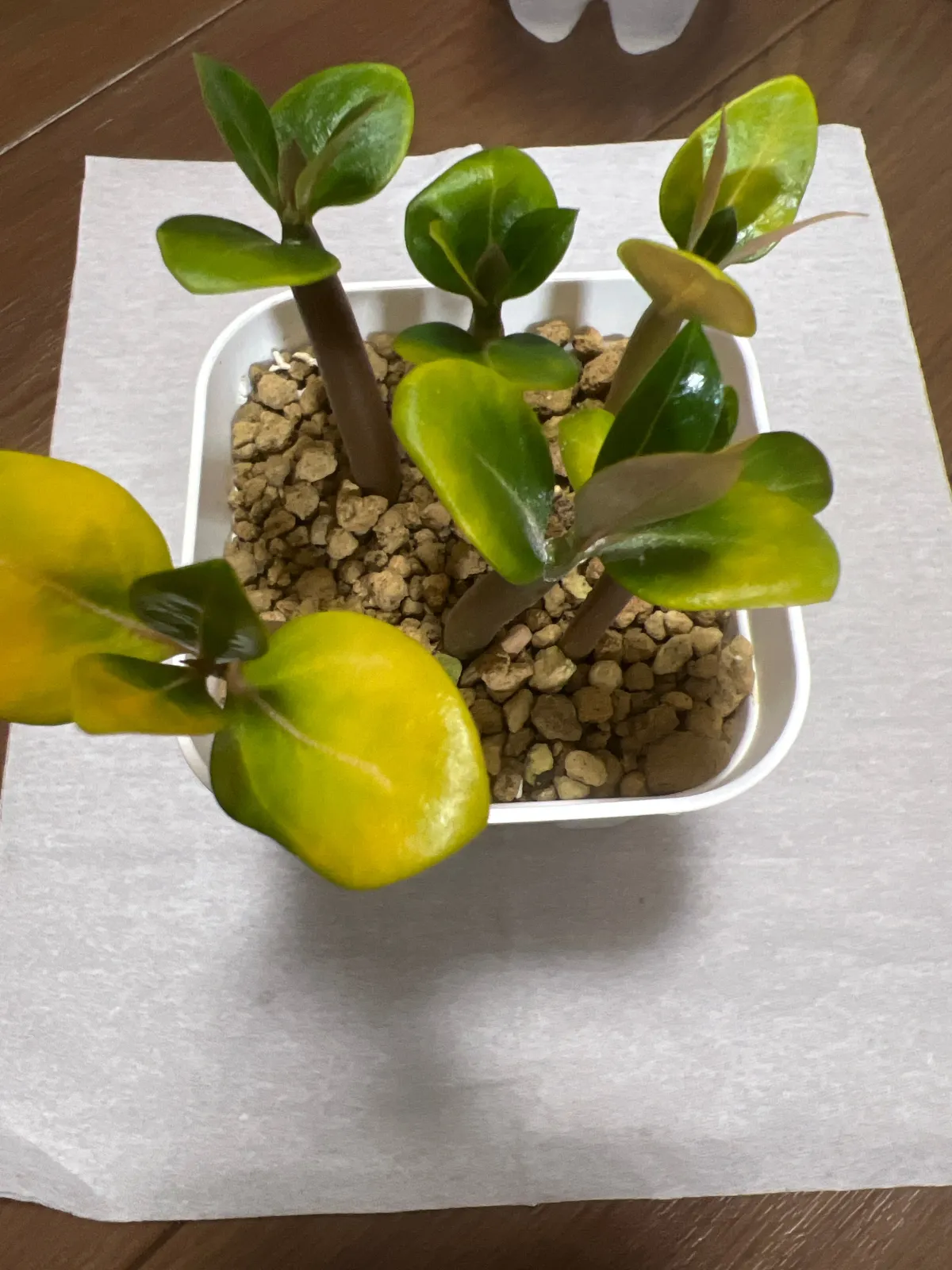 Adenium arabicum (アデニウム アラビカム)