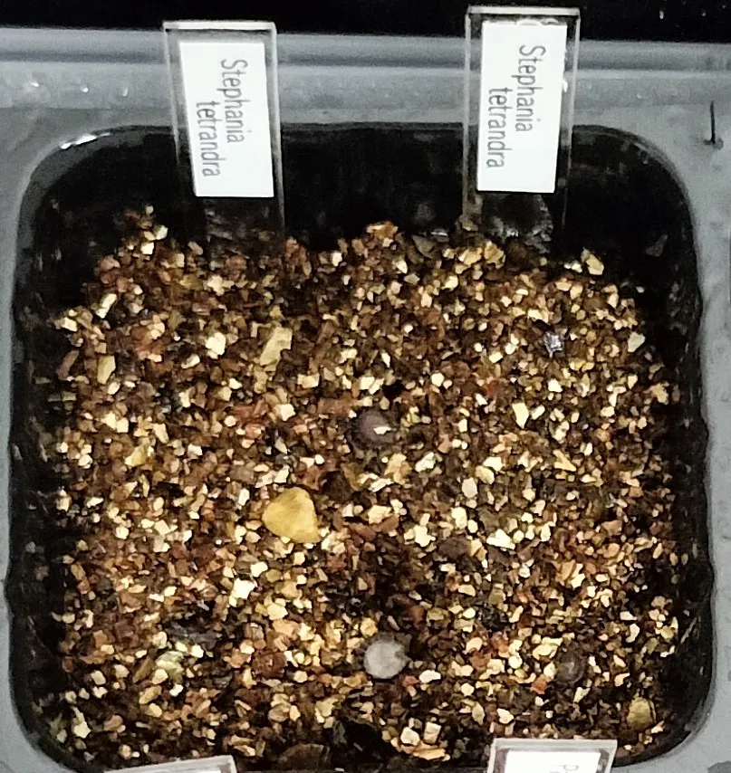 Stephania tetrandra (ステファニア テトランドラ)