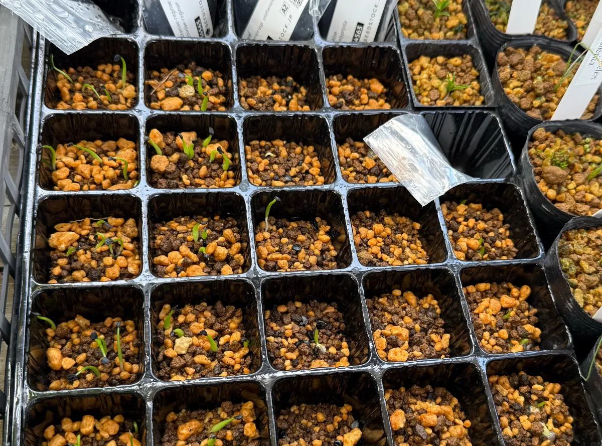 Agave horrida ssp. horrida (アガベ ホリダ)