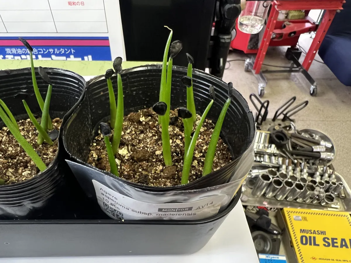 Agave asperrima (アガベ アスペリーマ)