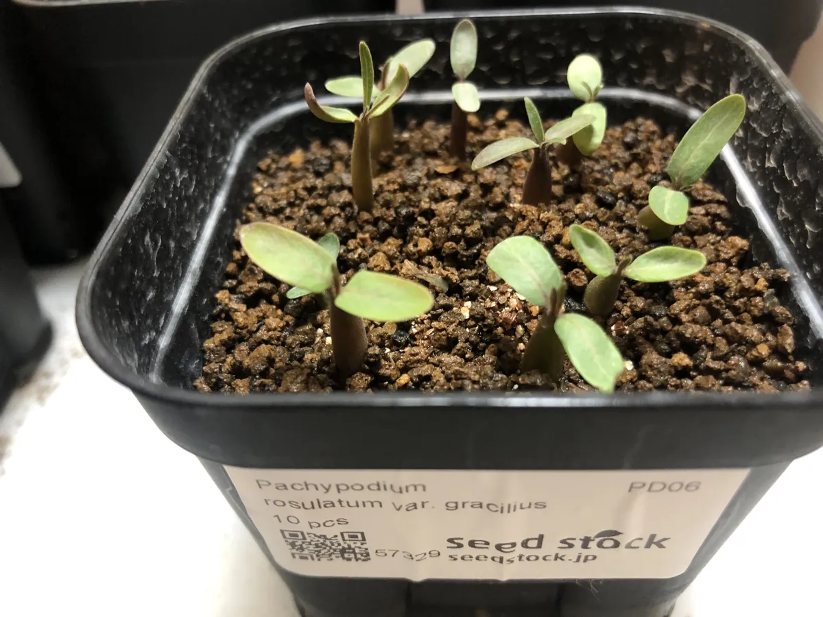 Pachypodium rosulatum var. gracilius (パキポディウム グラキリス)