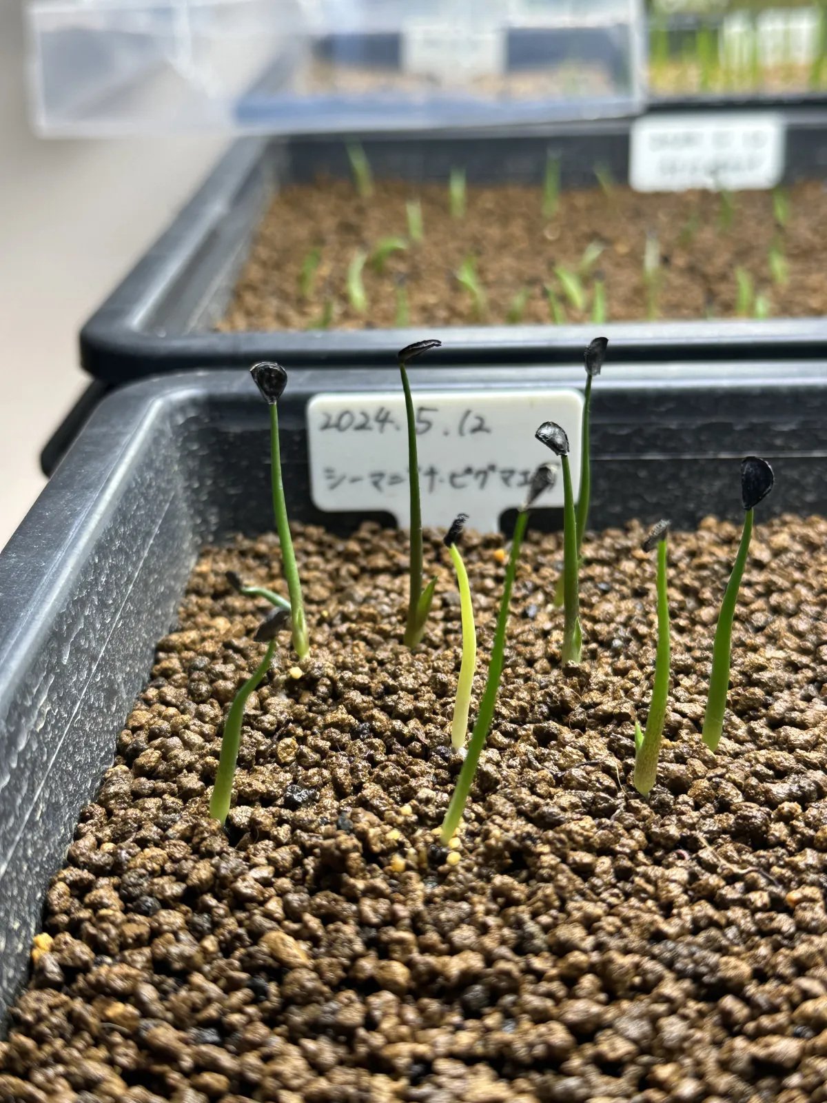 Agave seemanniana (アガベ ピグマエア)