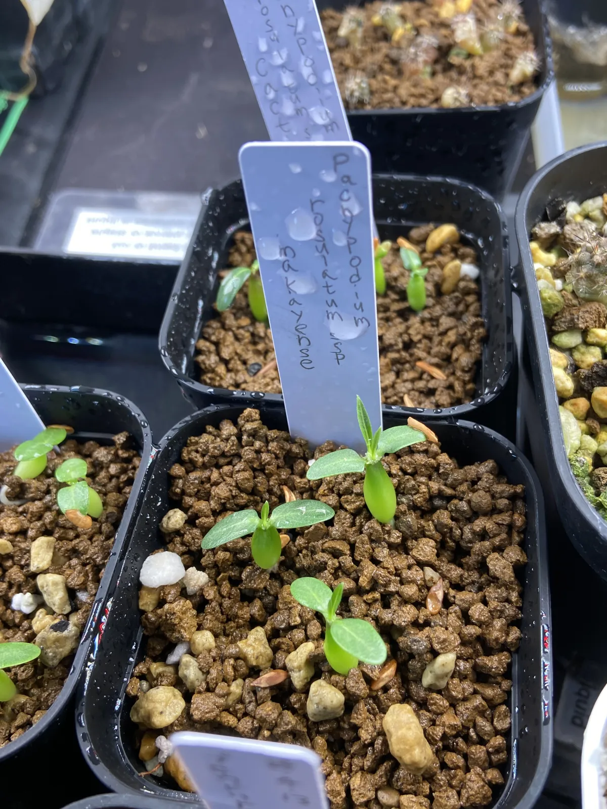 Pachypodium rosulatum subsp. makayense (パキポディウム マカイエンセ)