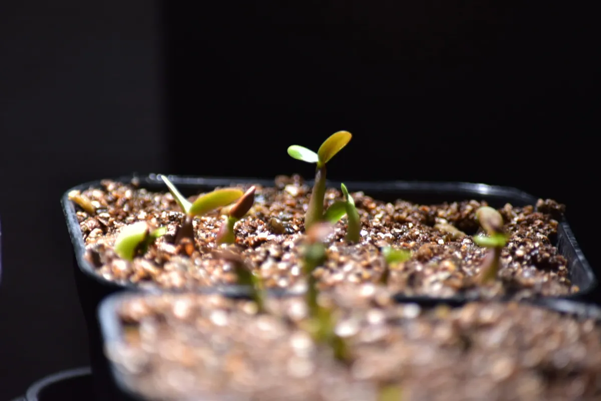 Pachypodium rosulatum var. gracilius (パキポディウム グラキリス)