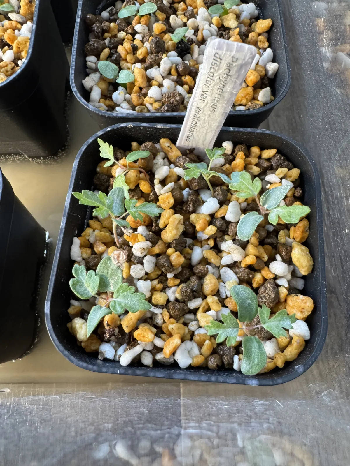 Pachycormus discolor var. veatchianus (パキコルムス ディスカラー ビーチアナス)