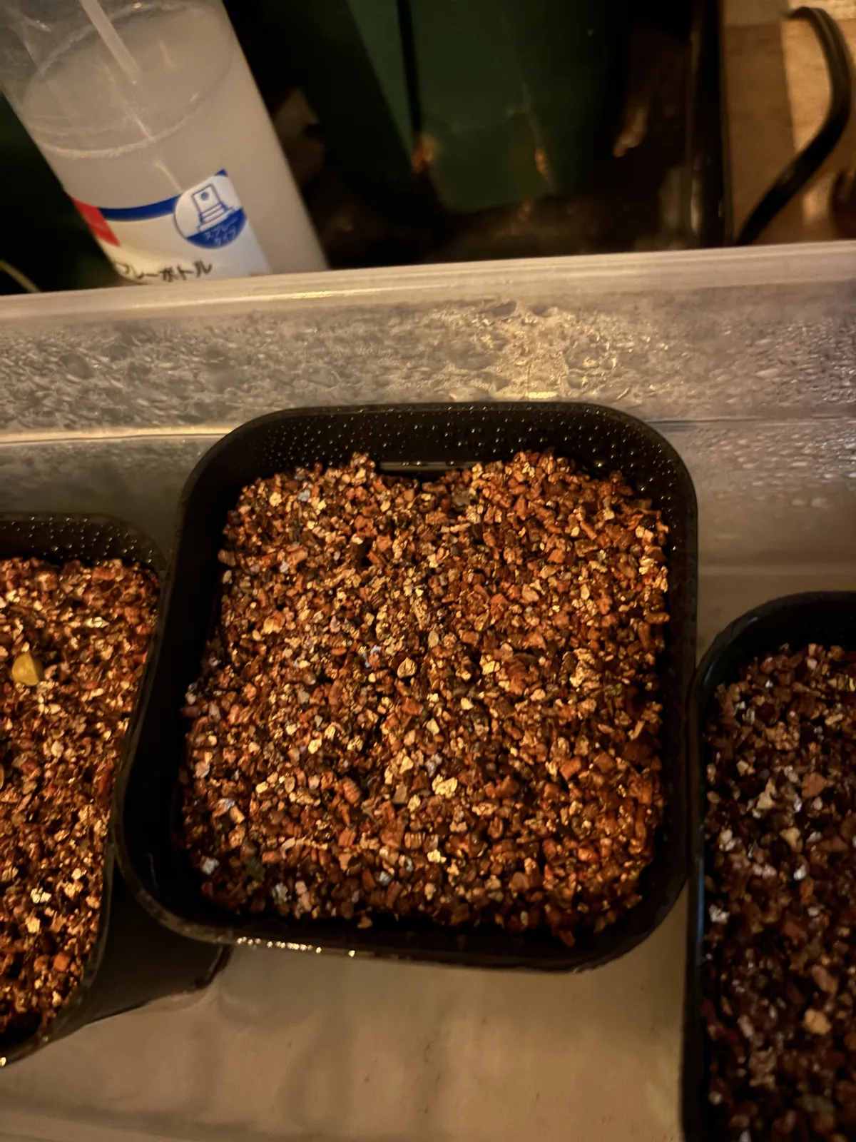 Euphorbia primulifolia var. primulifolia (ユーフォルビア プリムリフォリア)