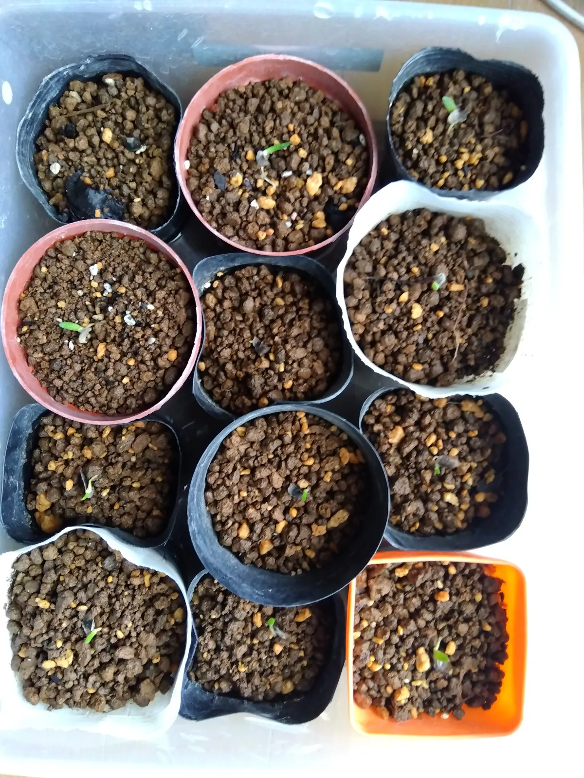 Aloe ramosissima (アロエ ラモシシマ)