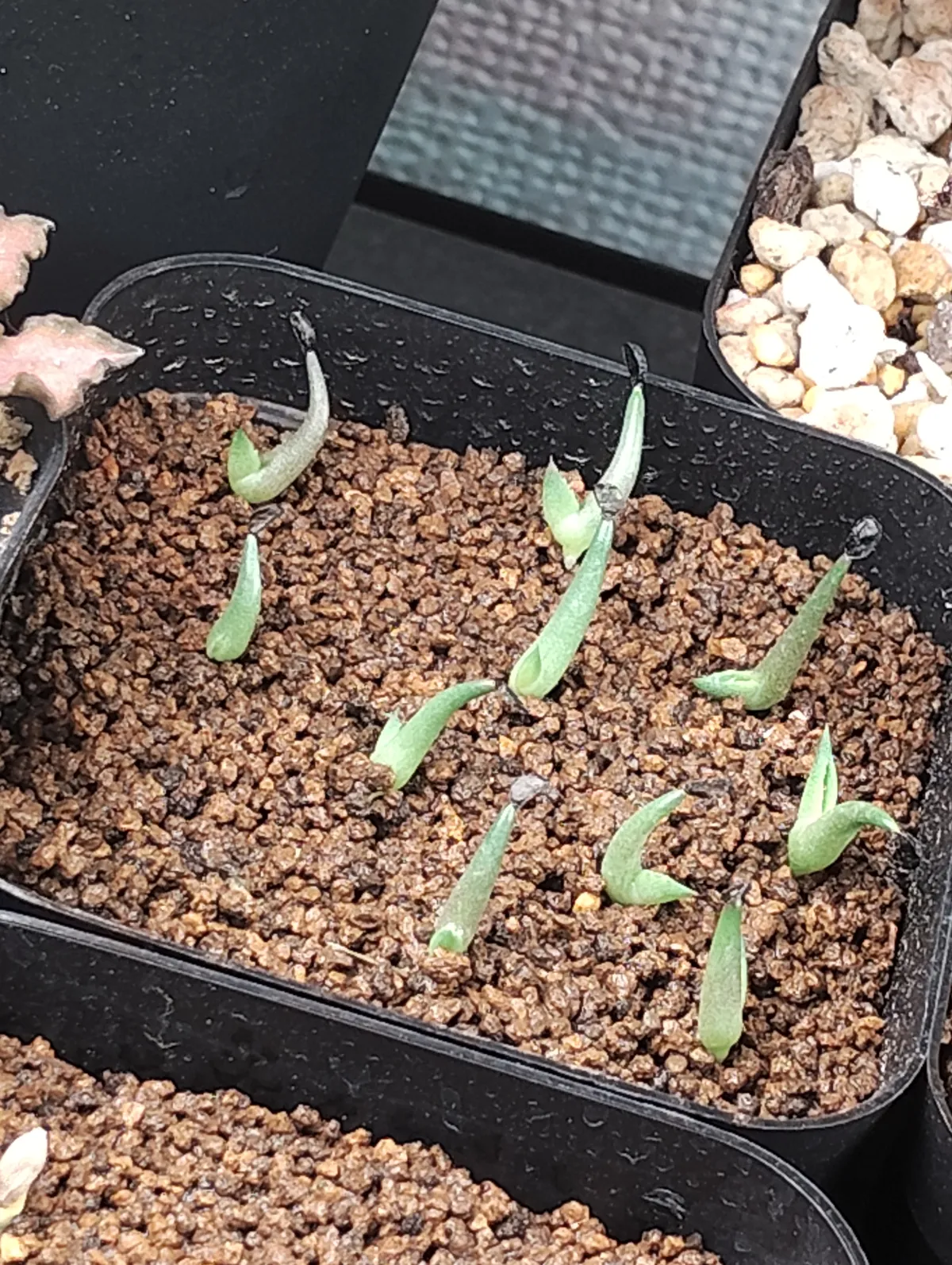 Agave victoriae-reginae Compacta (アガベ ビクトリアレジーナコンパクト)