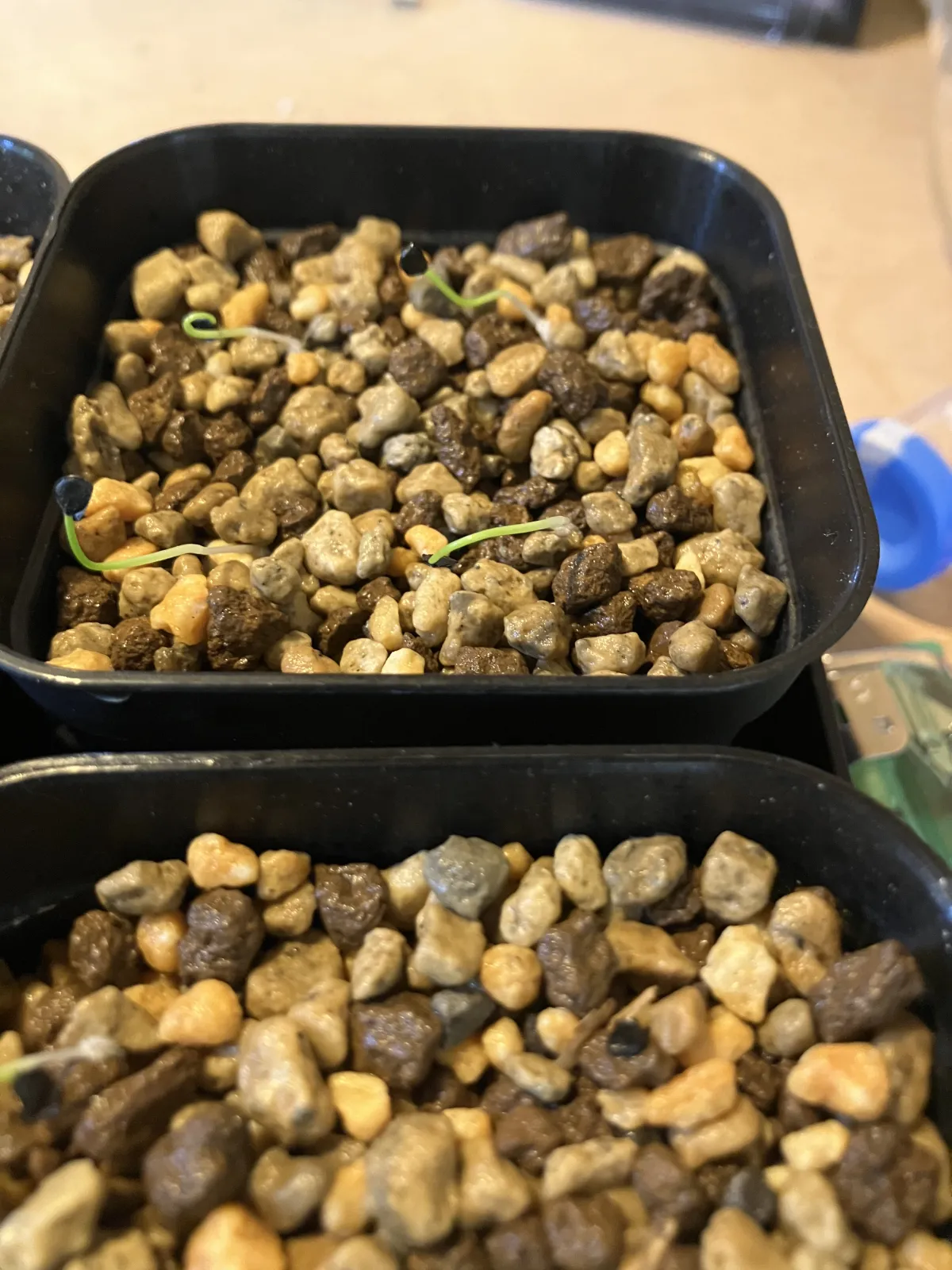 Agave attenuata subsp. dentata (アガベ アテナータ デンタータ)