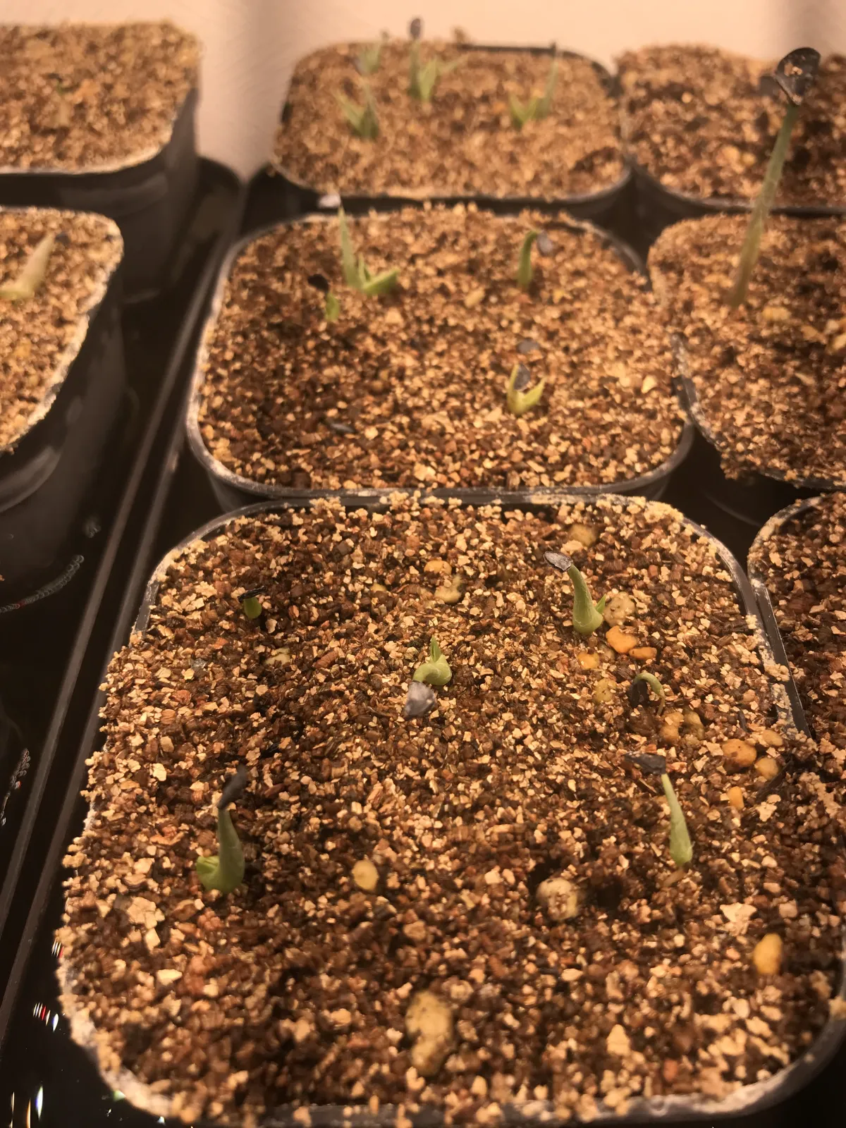 Agave utahensis var. eborispina (アガベ エボリスピナ)